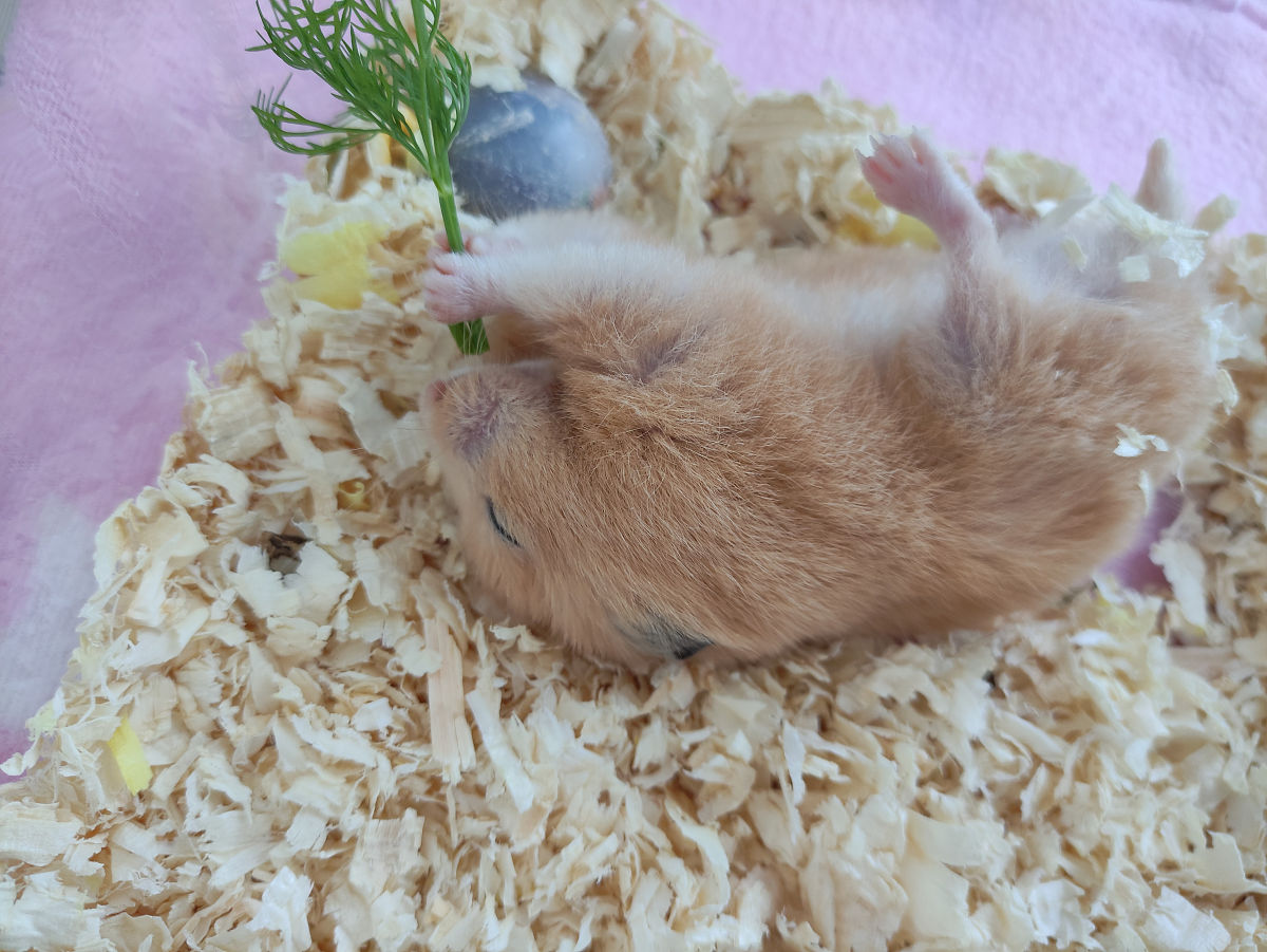 仓鼠呆着不东表示什么