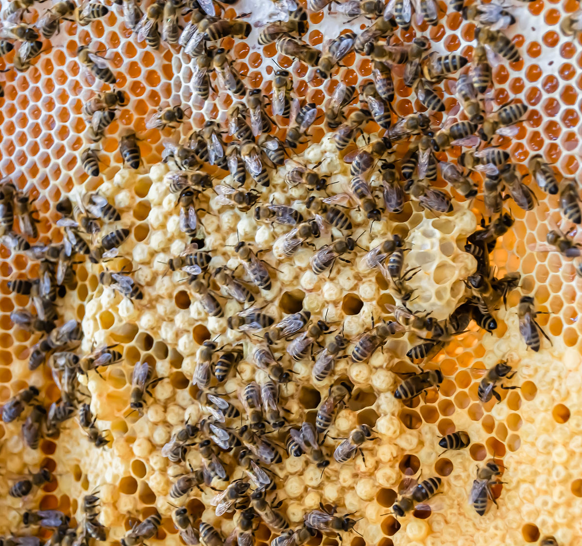 你知道蜂群症吗