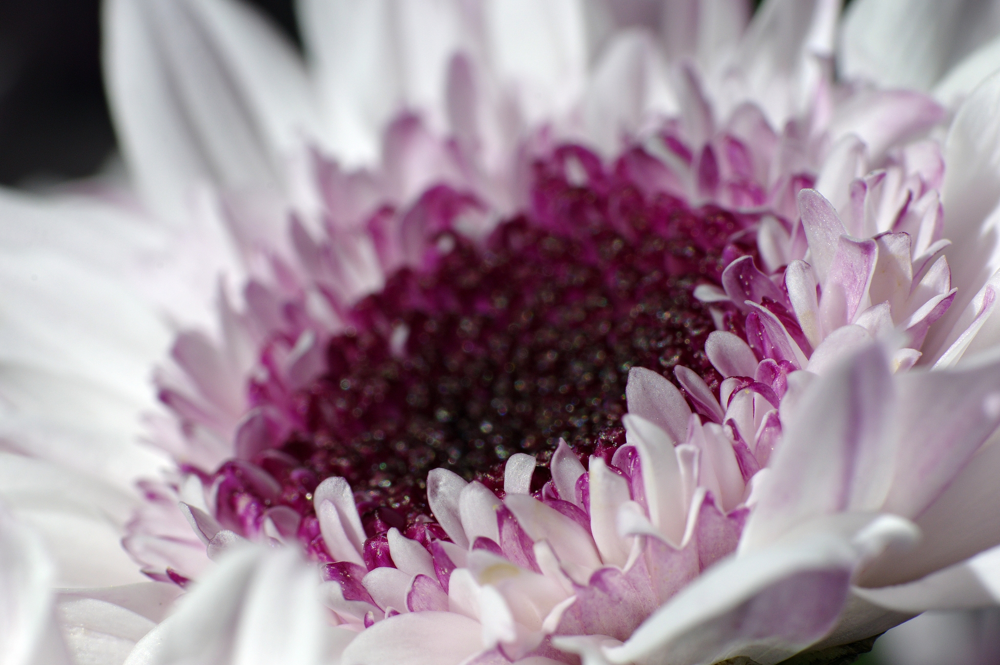 黑色大丽花：非洲神秘之花，深紫色花朵引人注目