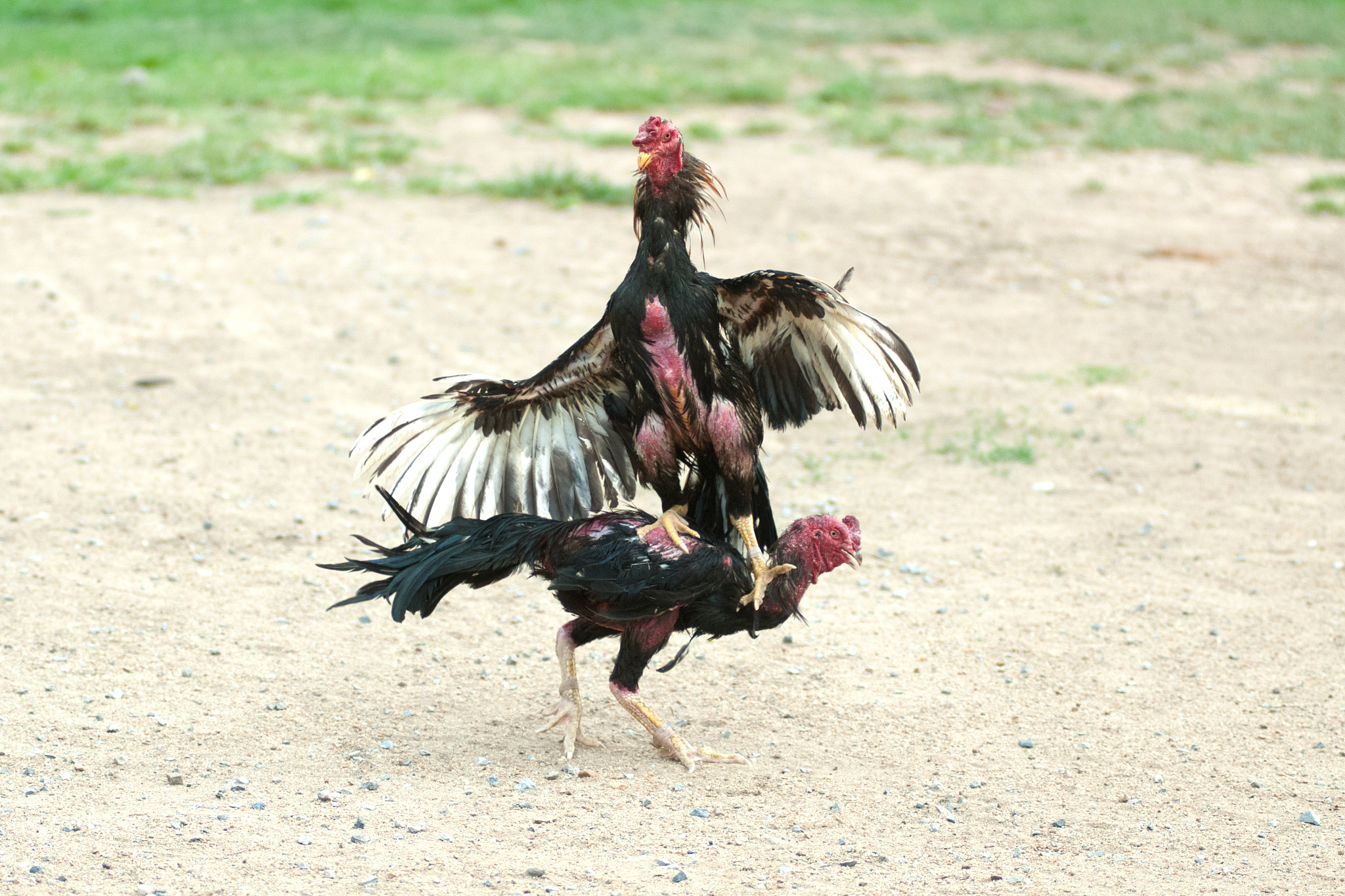 cockfight in thailand,popular sport and tradition.