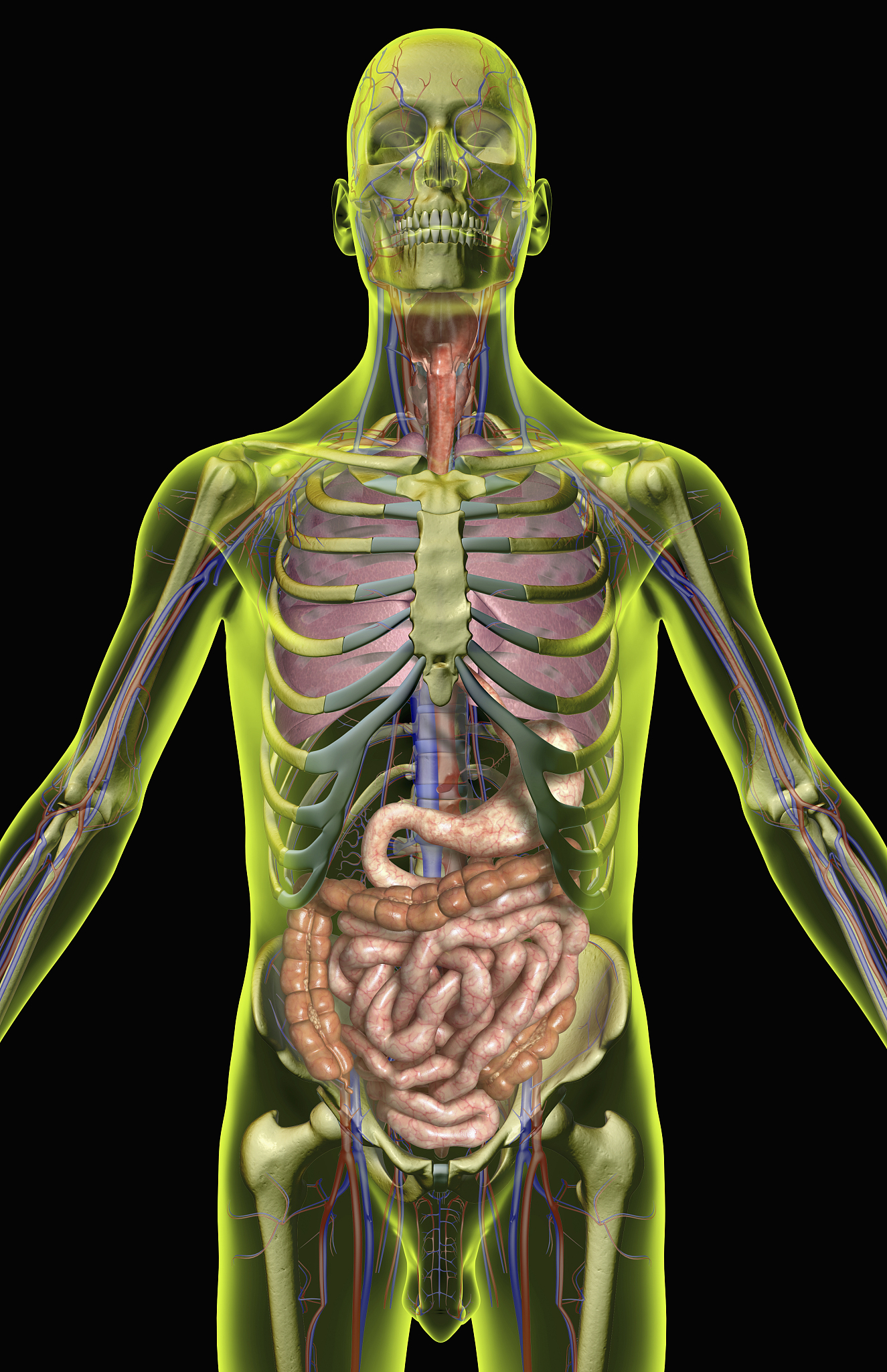 人体解剖生理学：探索人体结构与功能奥秘