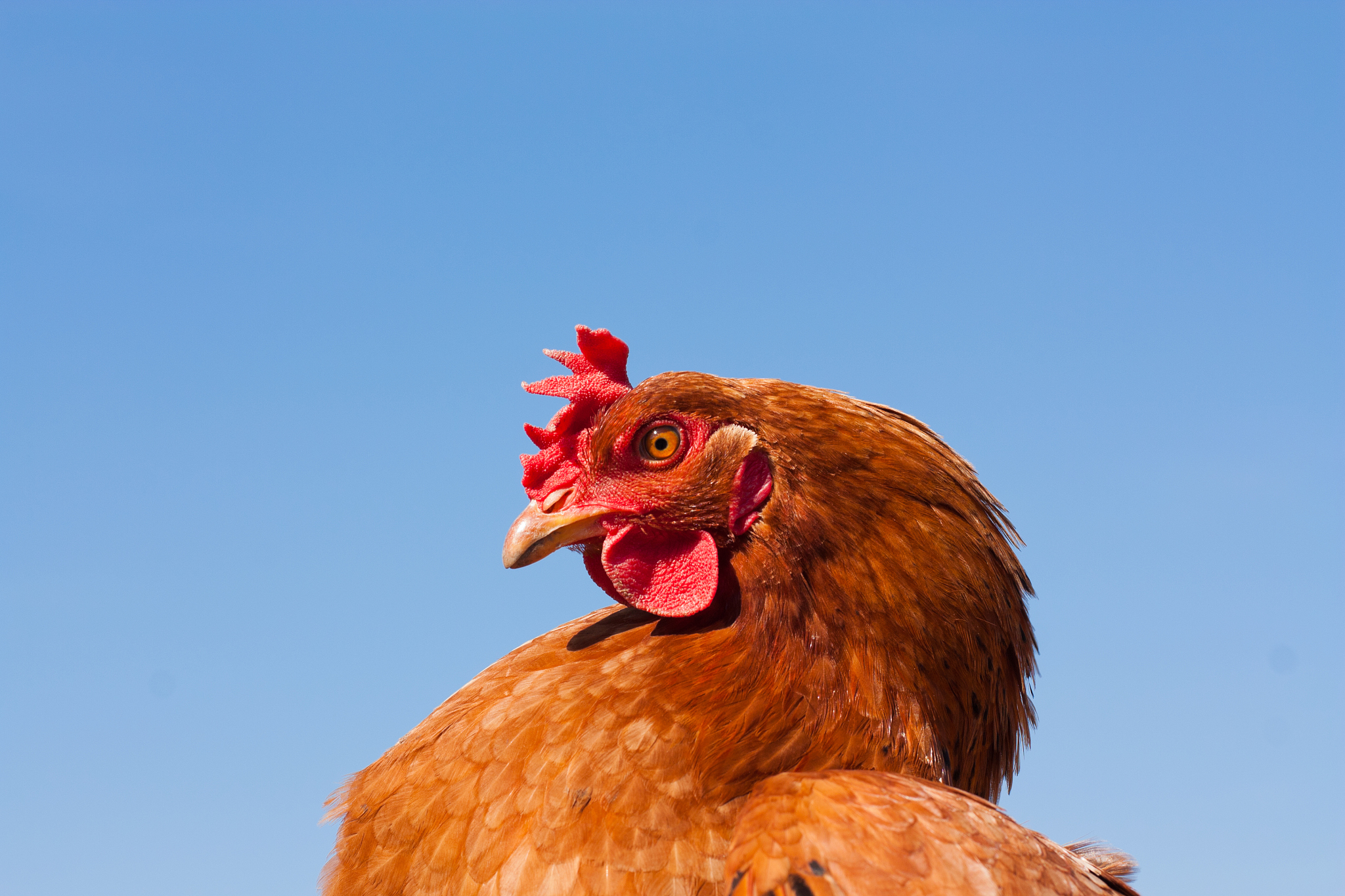 the chicken