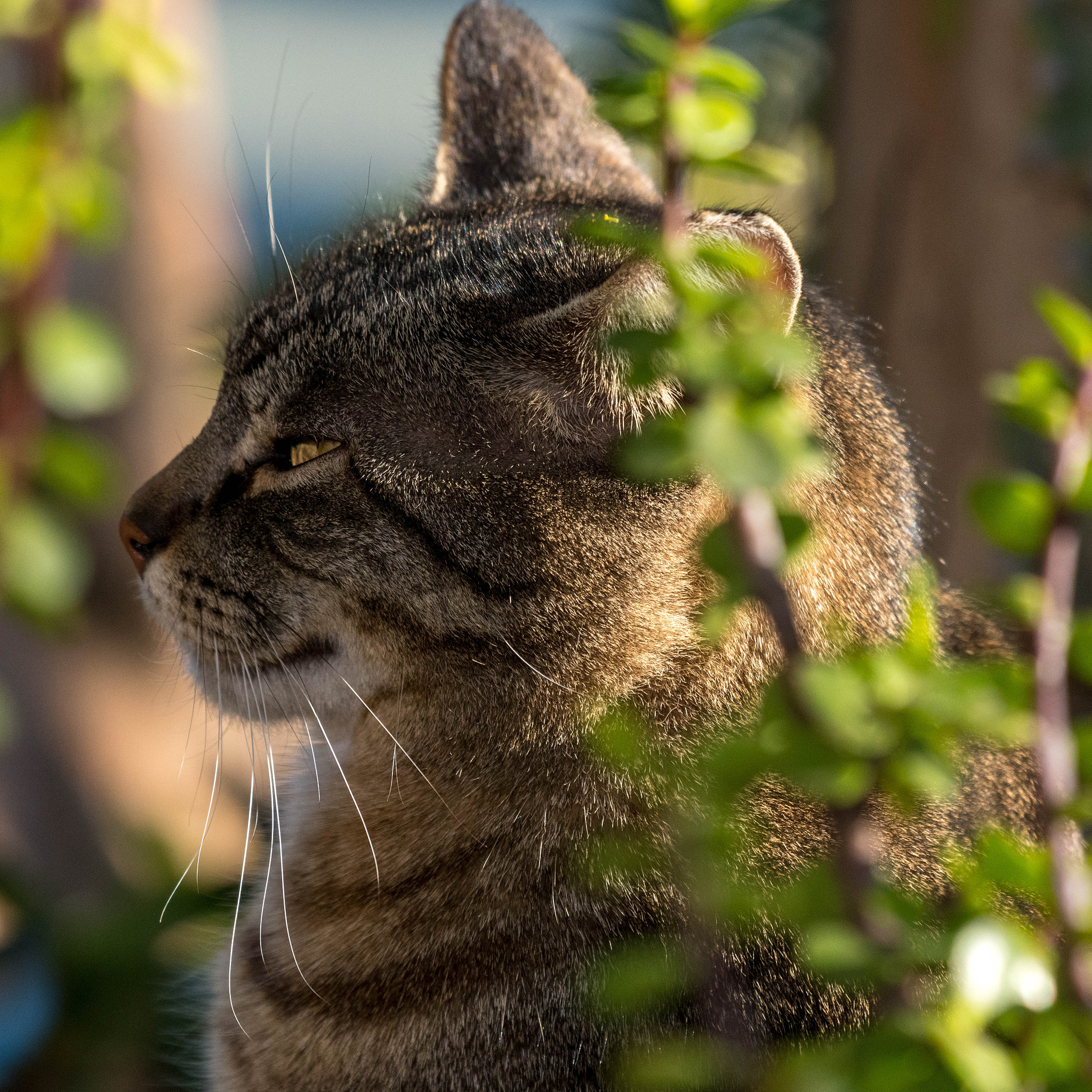 午睡可能还会影响寿命中老年人切记午睡有三不要否则不仅起不到缓解疲劳的作用反而会危害身体的健康。第一就是可能很多人发现午睡完了以后更困更累了这就是因为睡的时间过长产生了睡眠惰性。通常在入睡半小时后就会进入深度睡眠的阶段如果超过一小时从睡梦中醒来大脑的皮质意志还没有解除生物钟就会产生错乱。所以建议最好的午睡时间是30分钟。如果夜间睡眠质量长期比较差的朋友中午也就不要午睡了。第二就是尽量不要趴在桌子上午