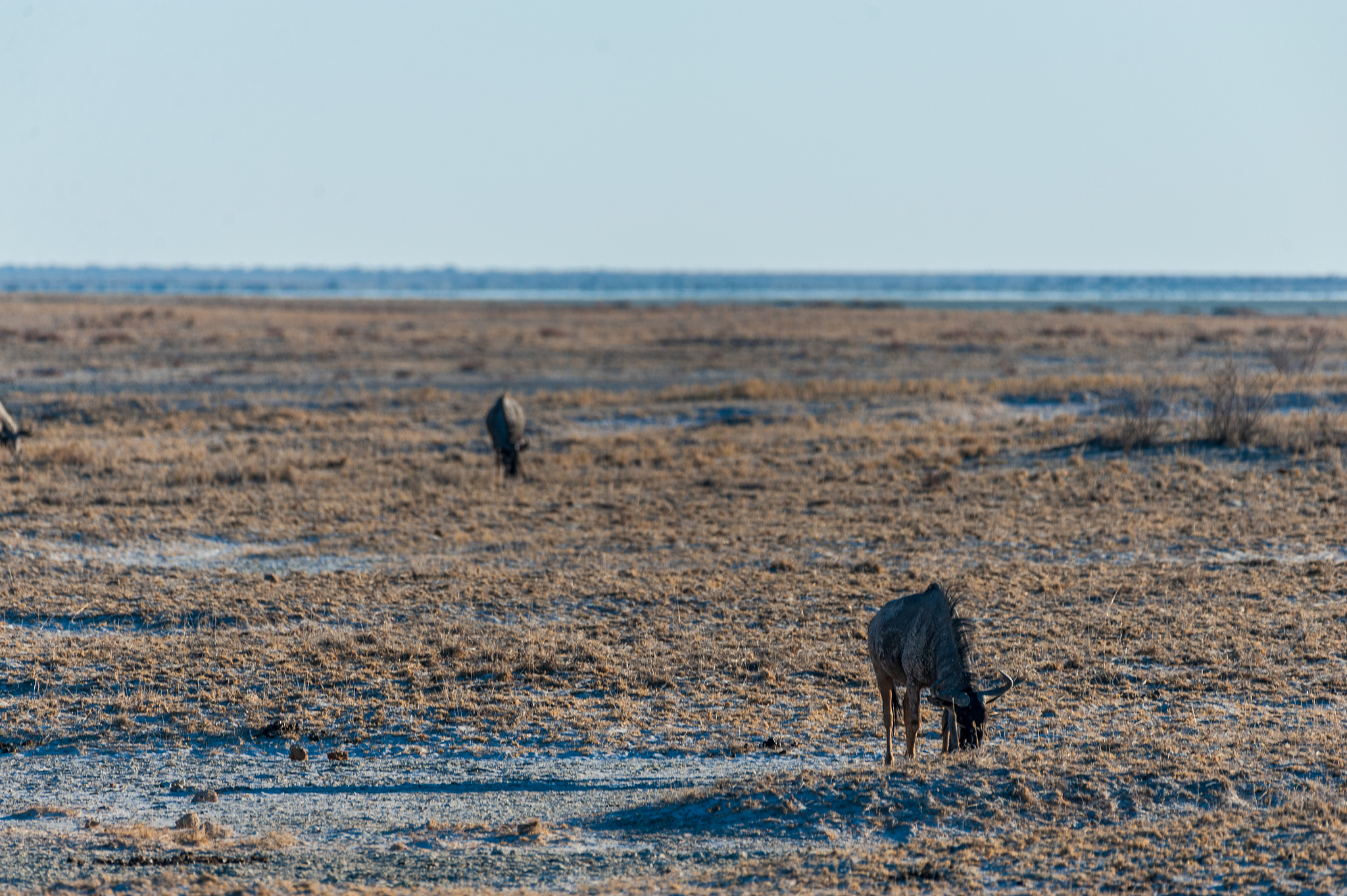 植物妈妈有办法