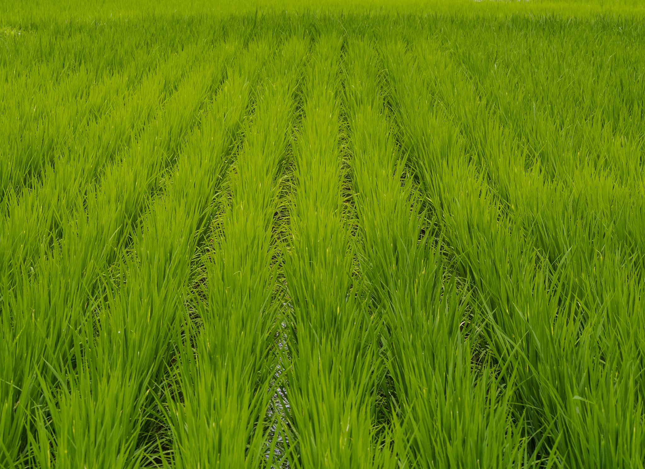 绿色蟹稻米：服务农民，打造绿色有机农产品