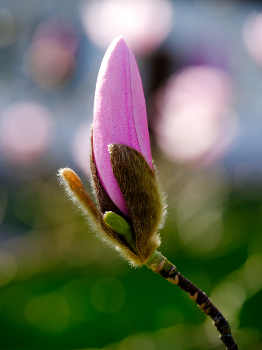 用唯美意境形容各色不同种类的花骨朵含苞待放的摄影图片