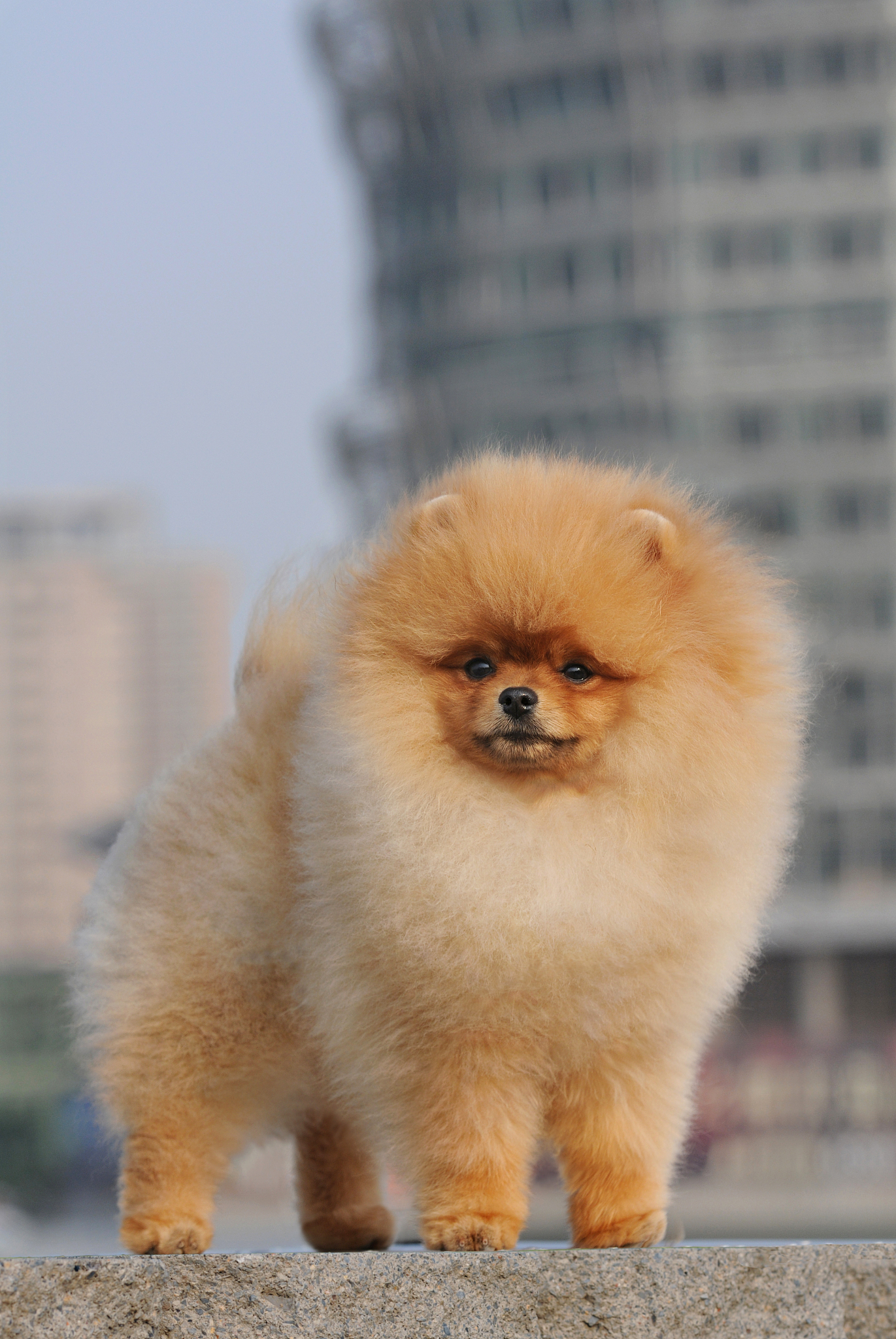 博美犬饲养禁忌：这些事你千万不能碰！