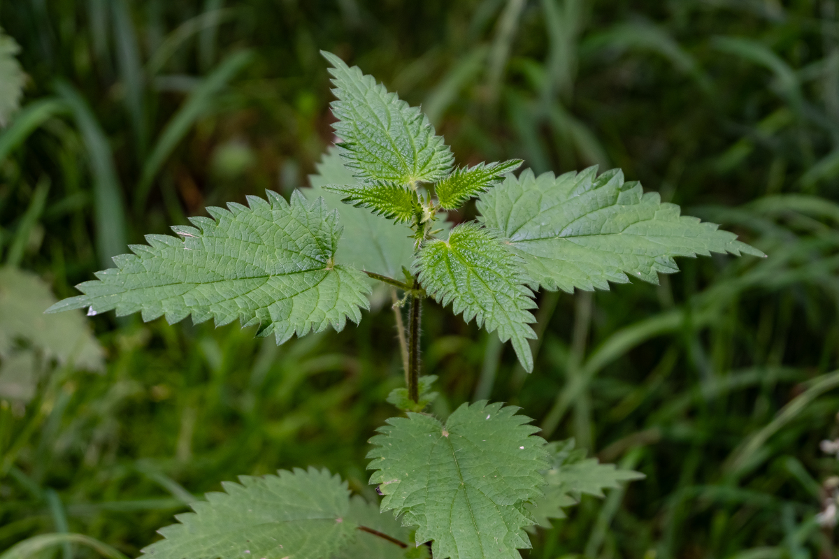 Basic and Applied Ecology 期刊：研究范围、稿件类型及投稿指南