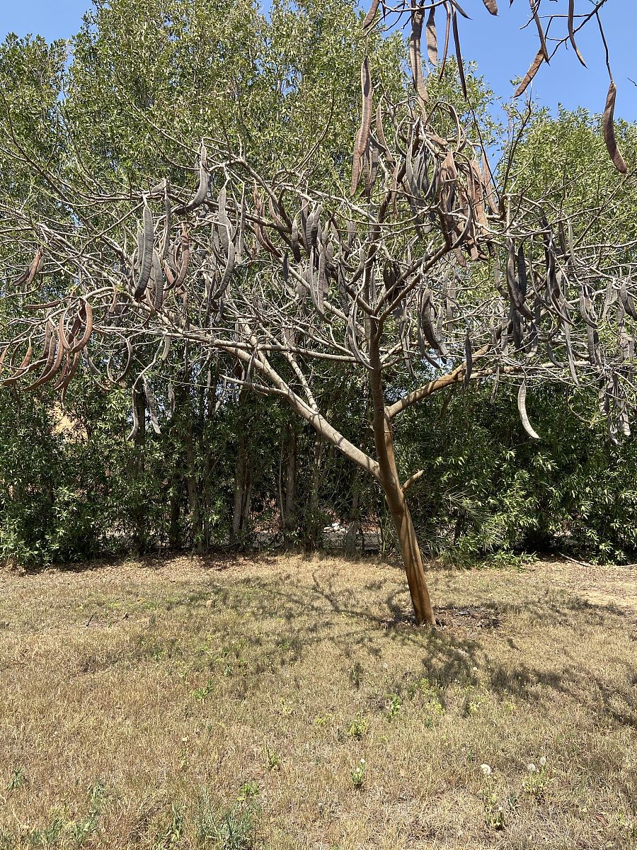 小鸡树是一种什么植物回答＋拓展。