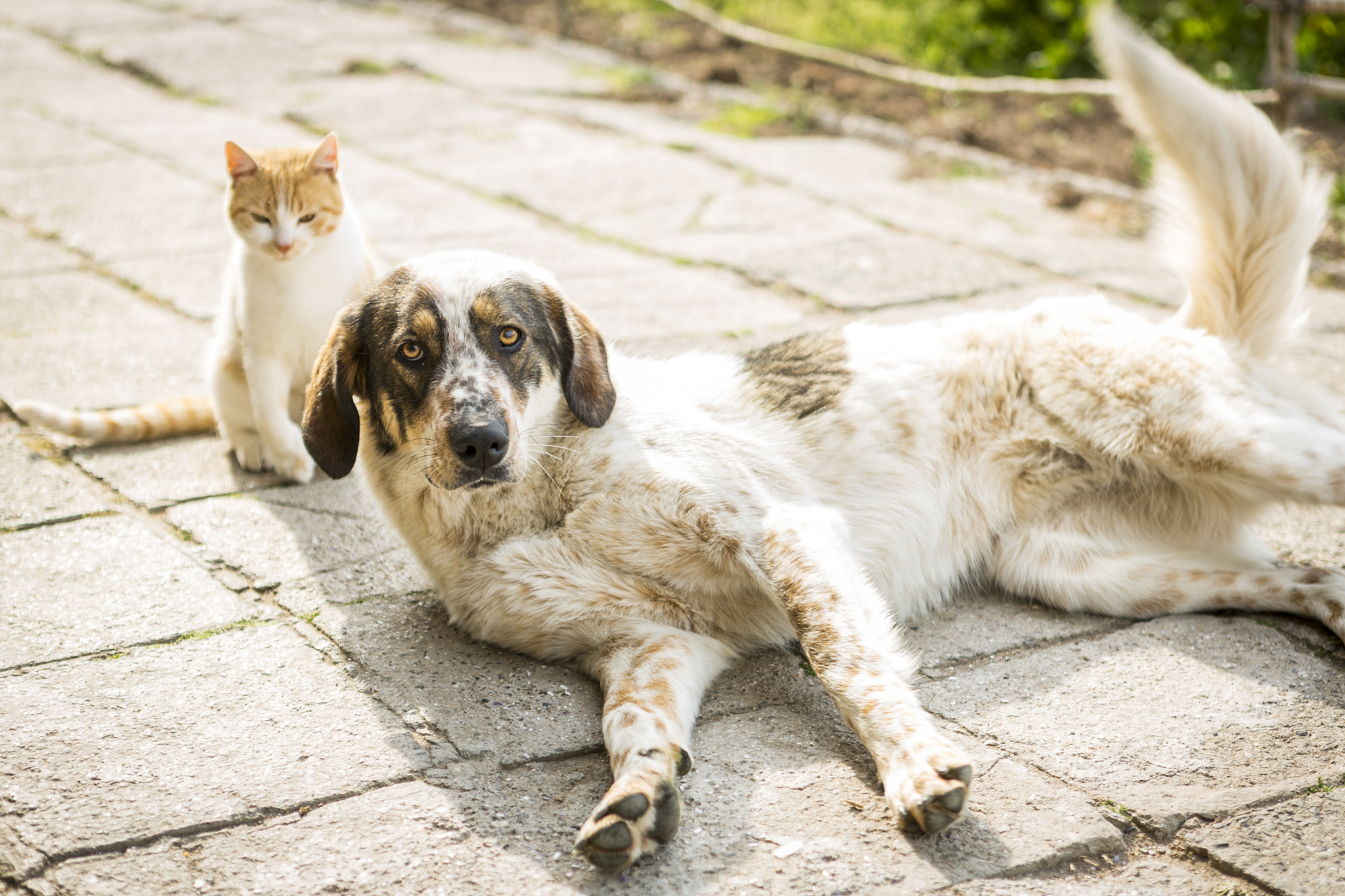 给小猫写首诗描述小狗的可爱与温柔。