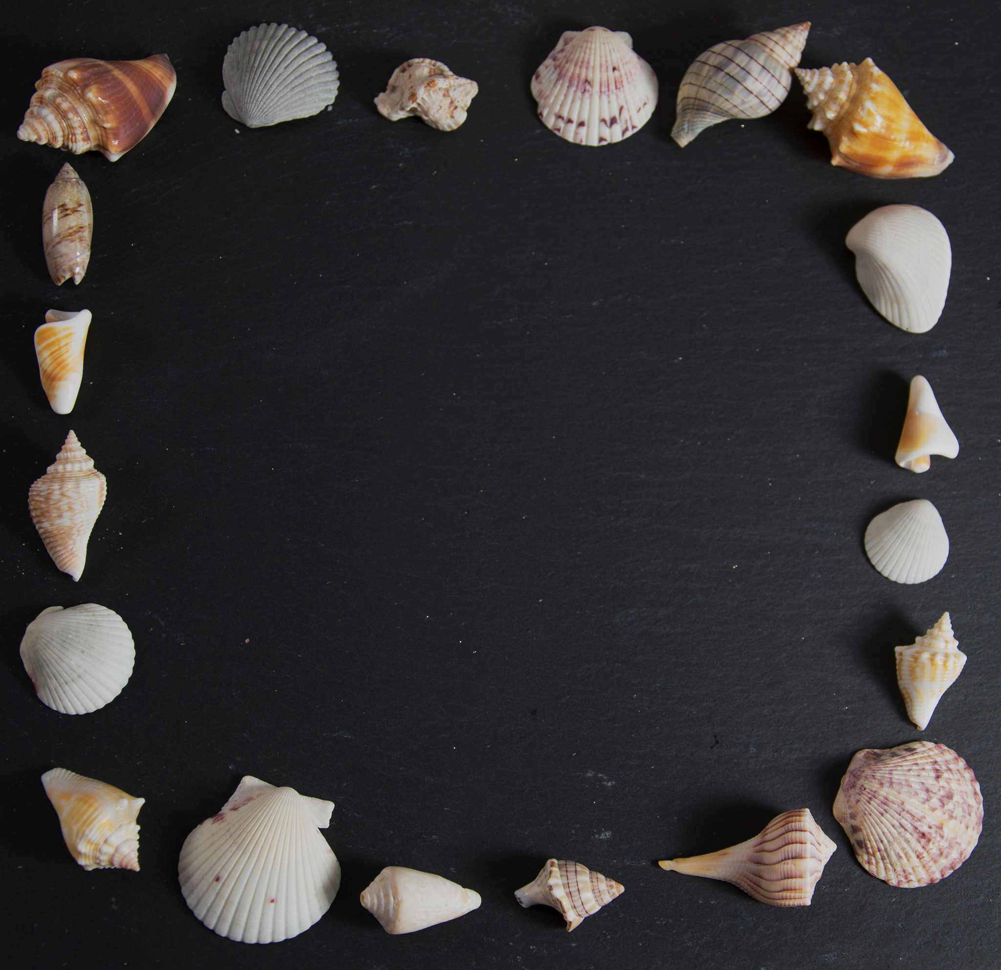 贝壳作为一般等价物可以充当商品流通的媒介