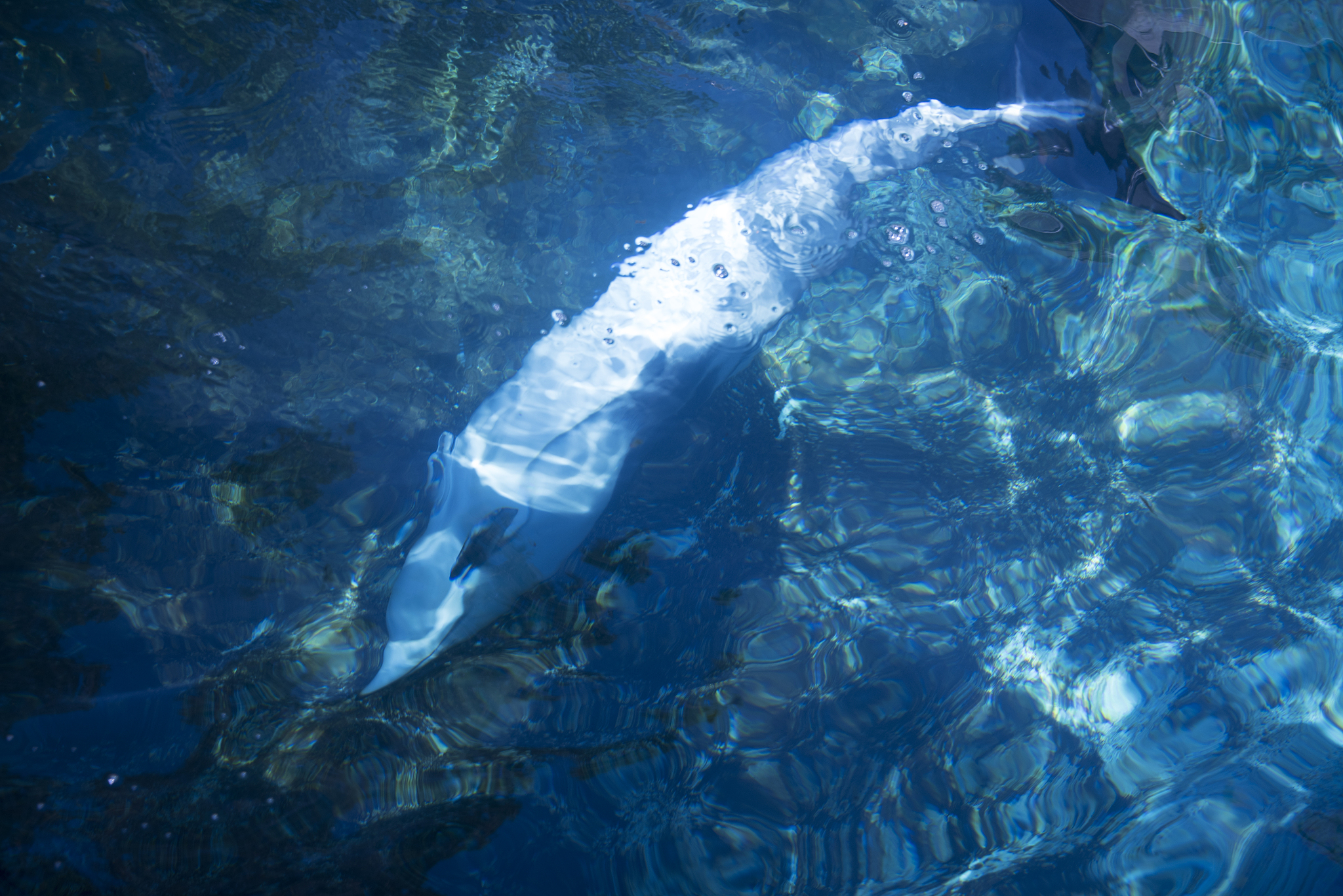 pacific dolphin