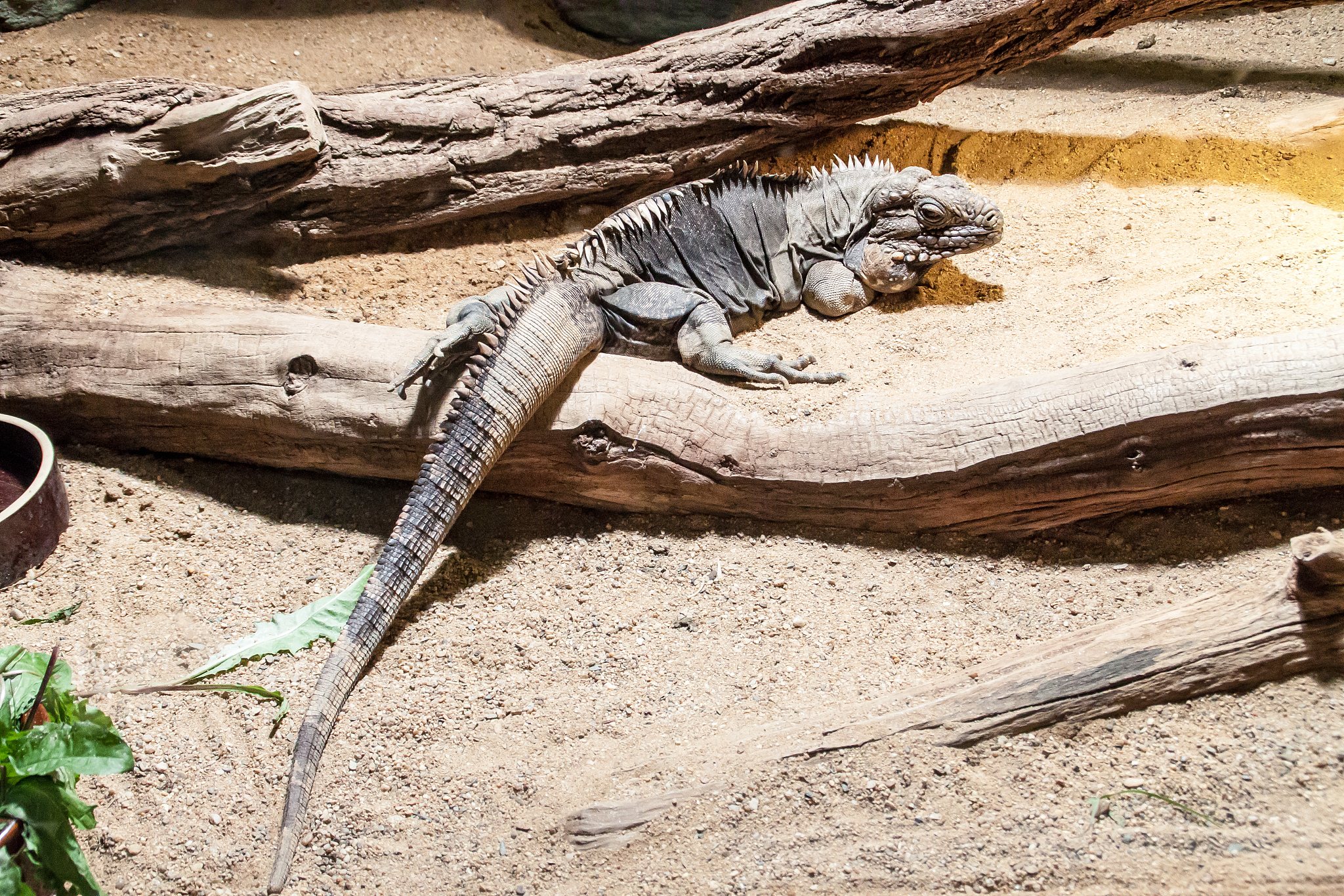 iguana