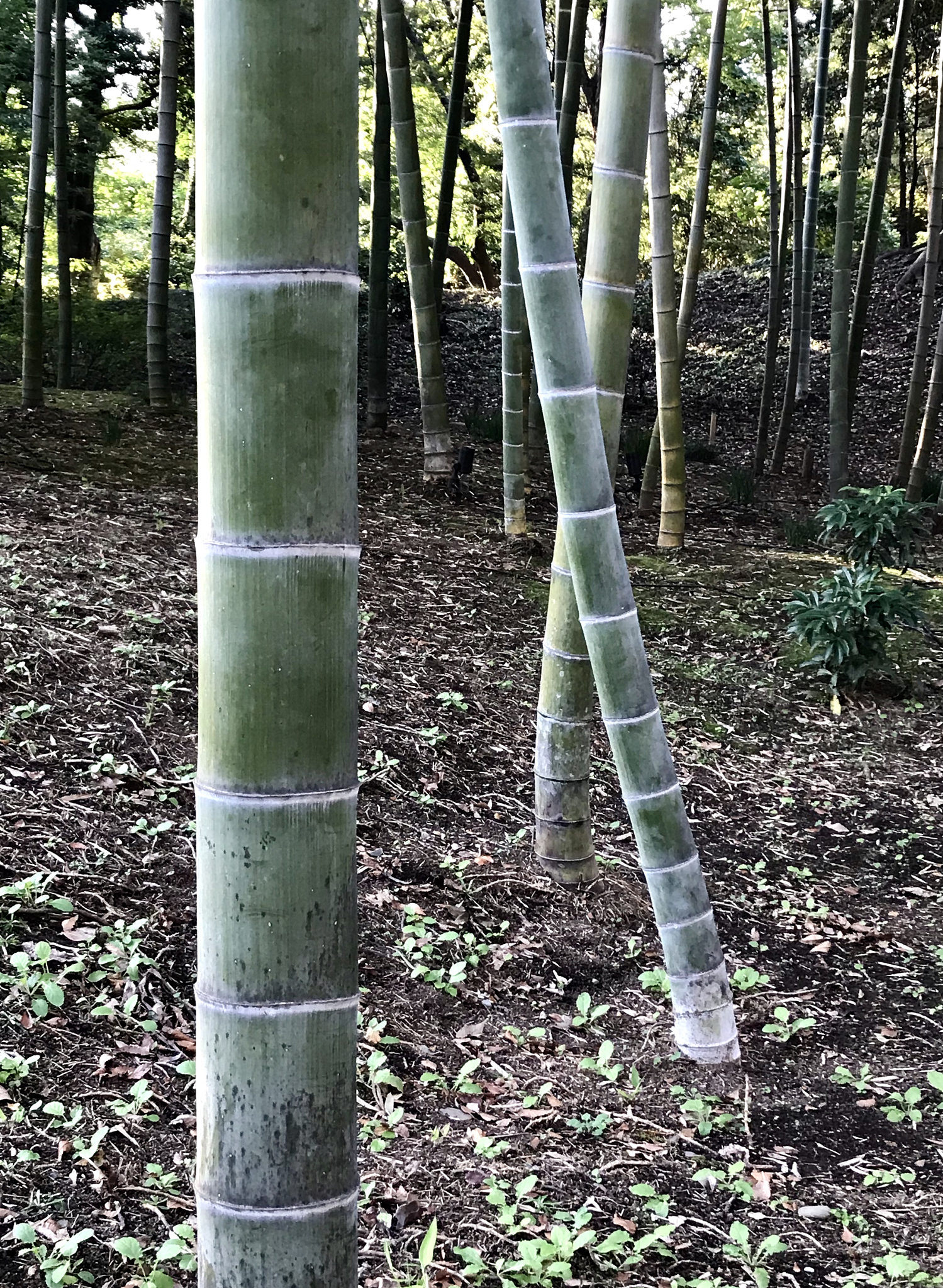 bamboo forest