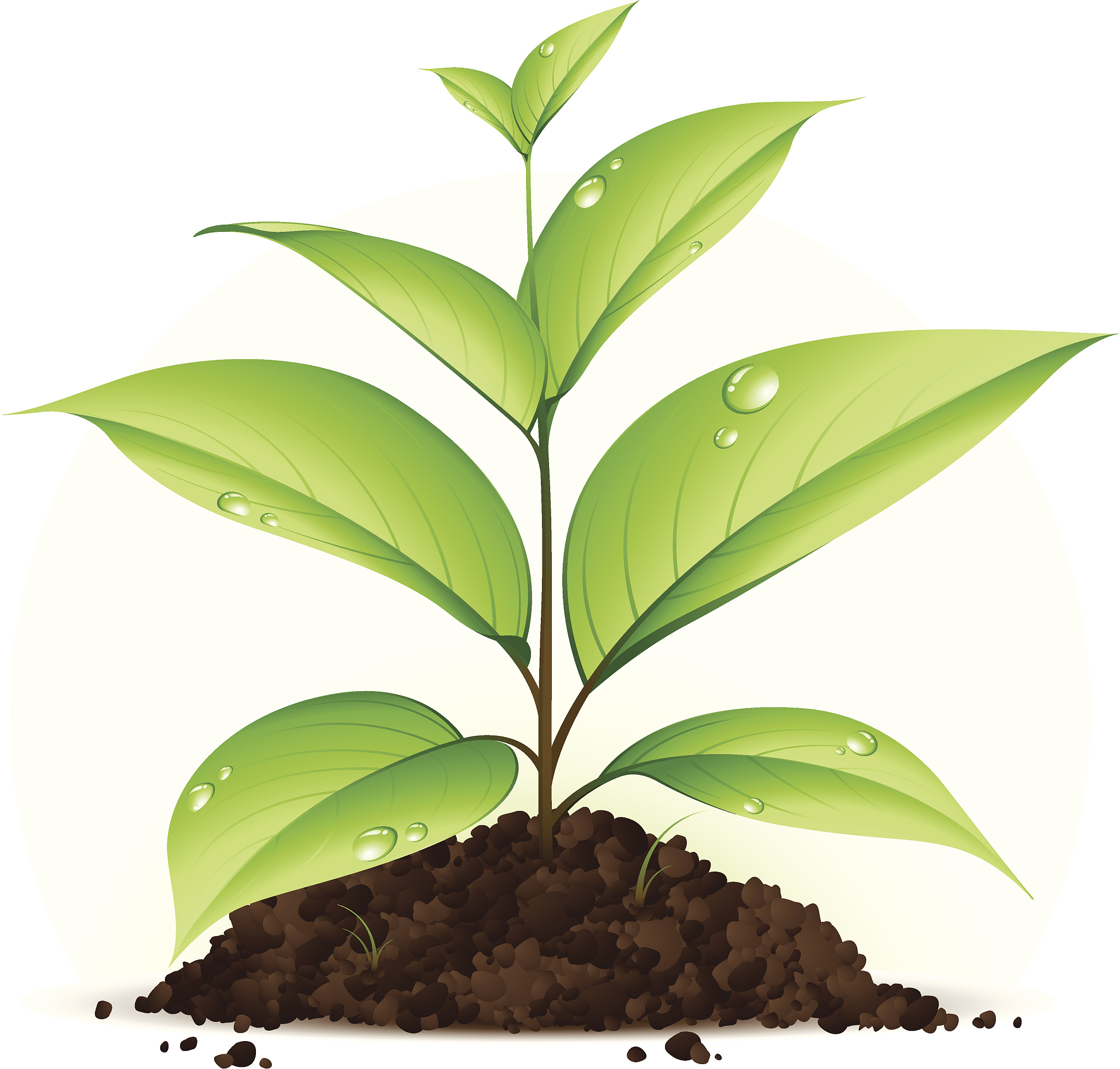 土壤：植物生长的基础和生态系统的基石