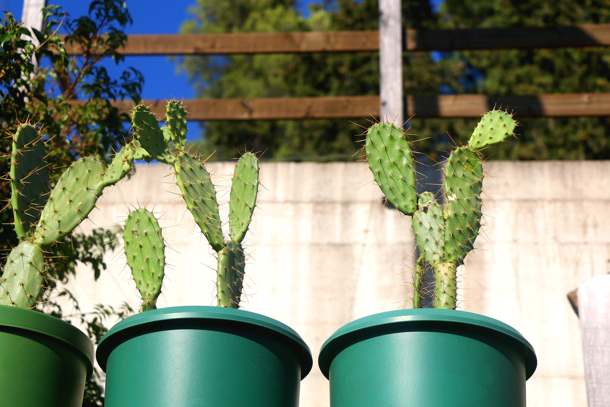 仙人掌如何扦插 仙人掌需要怎么扦插