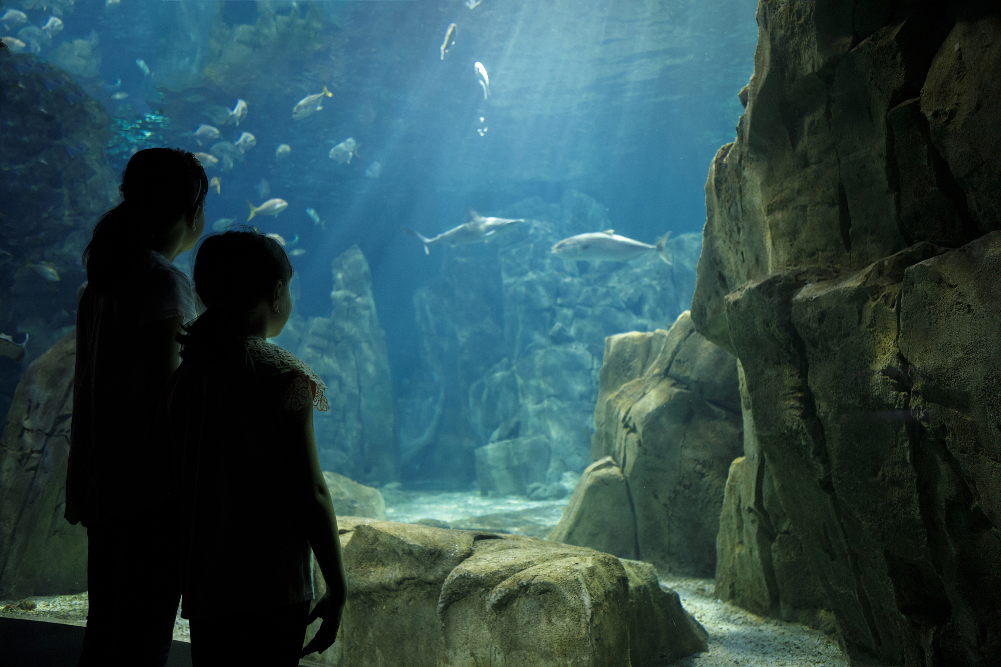 kids looking at fish in a big aquarium