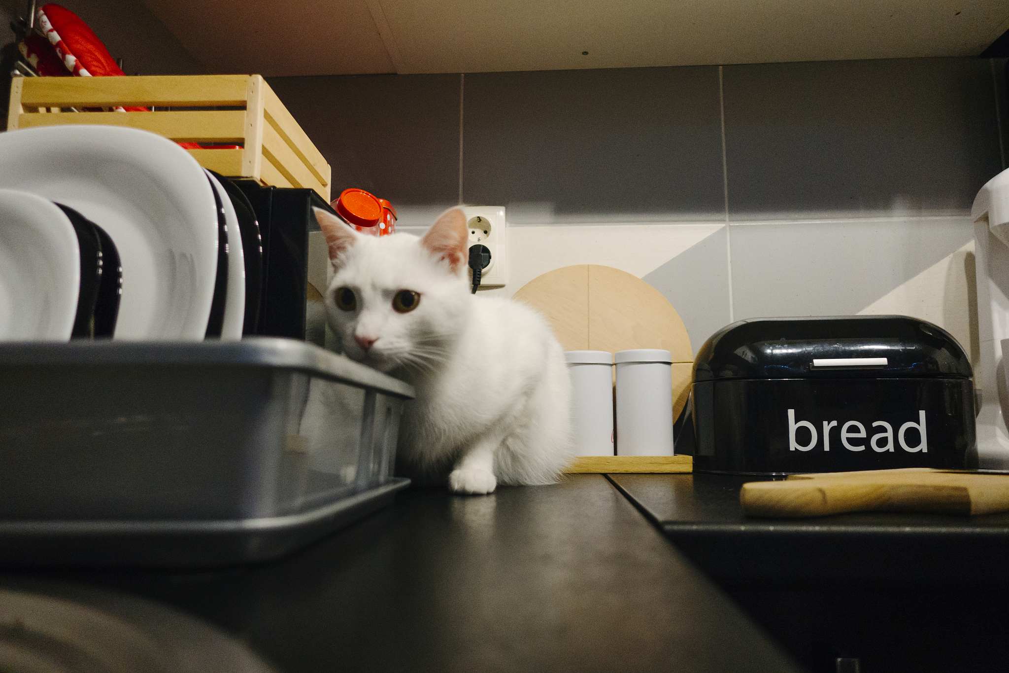 猫咪VLOG | 智能家居里的喵星人生活！