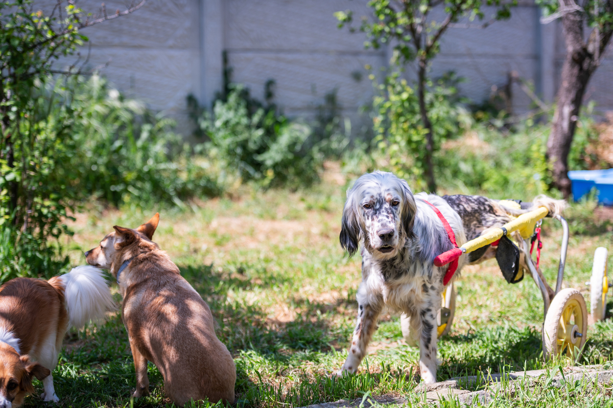 汪星人桃花源：狗狗们的乐园