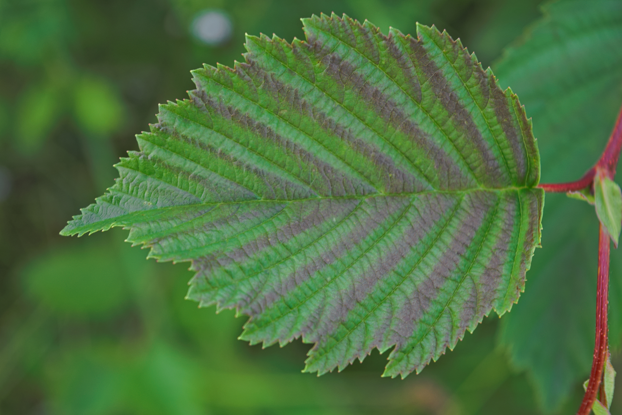green leaf on blurred background
