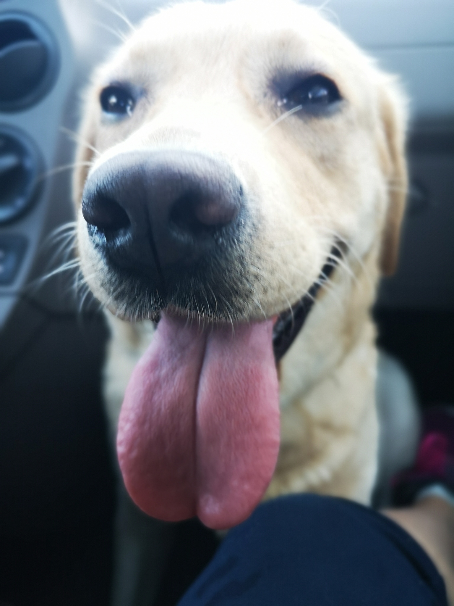 请650字的博客文章主题是：为什么热天里狗常常要吐舌头