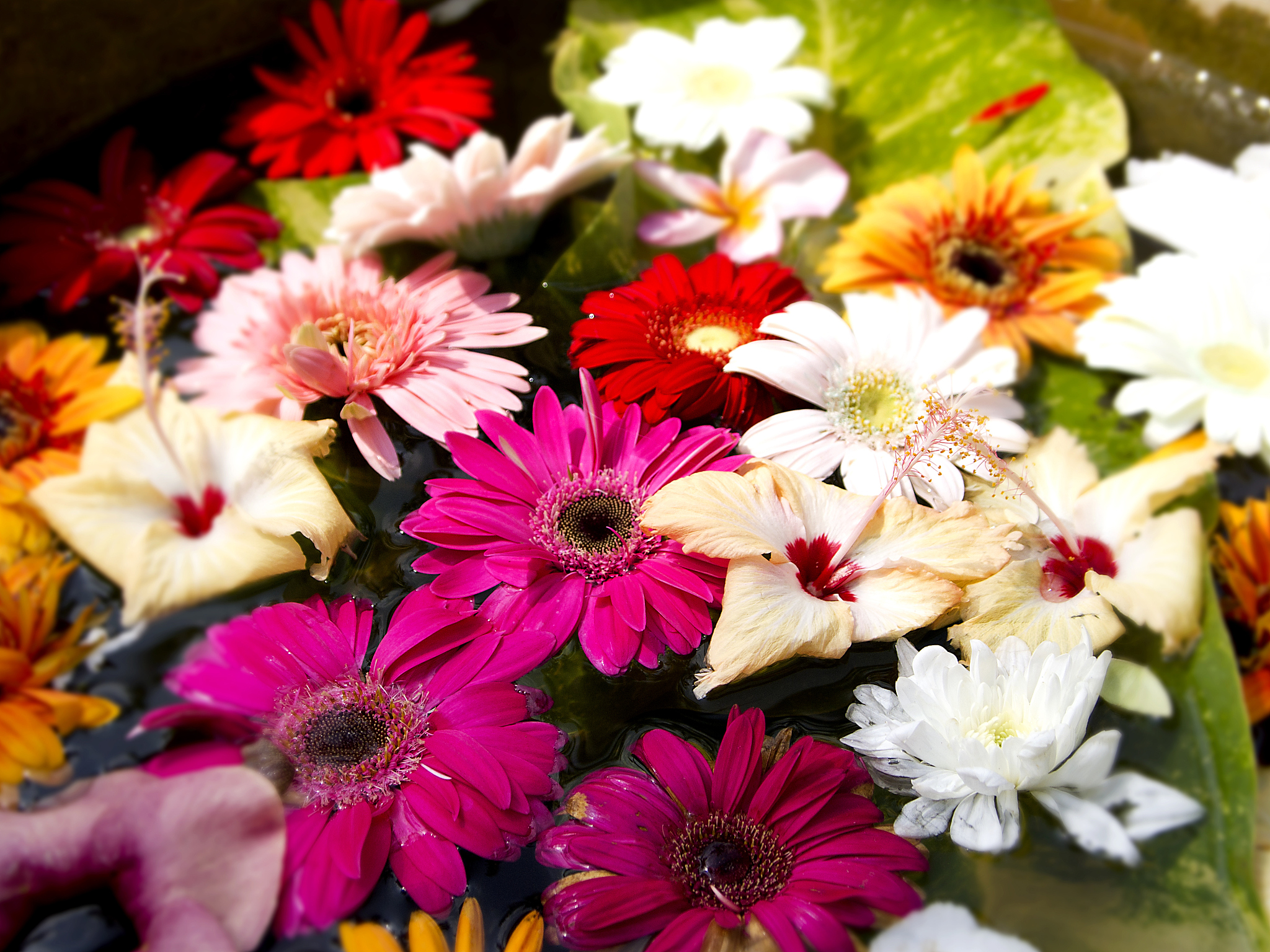 Write a poem about flower every sentence starts with letter g