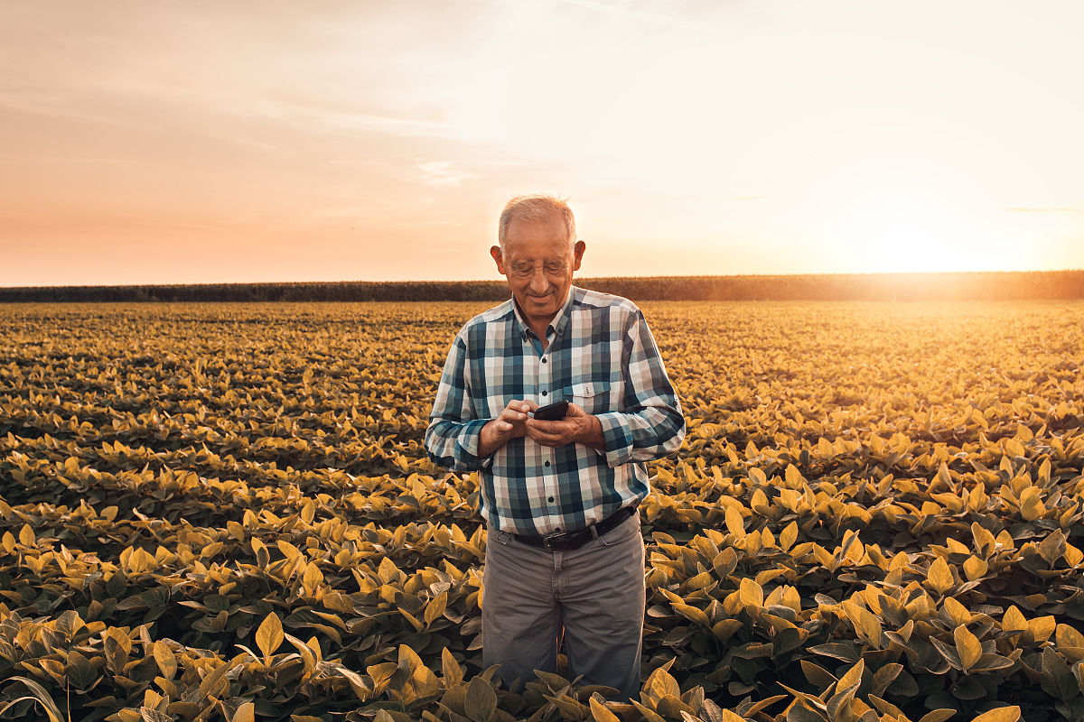 如何确定混合加工两船不合格大豆的损失比例及检验步骤