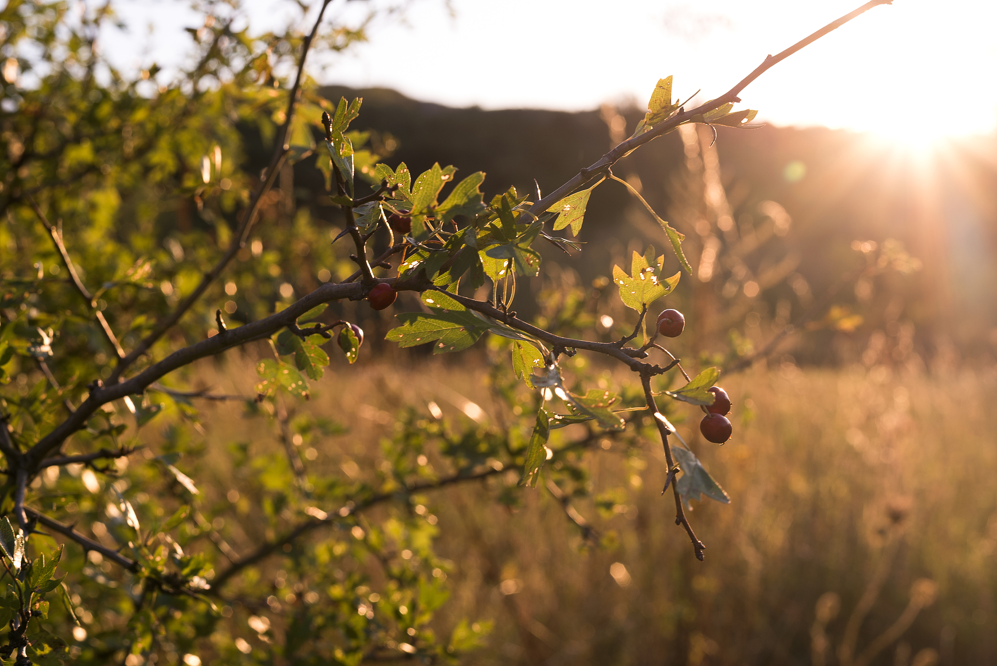 梅子熟时，才知春去，始觉情深：珍惜眼前，莫待失去才后悔