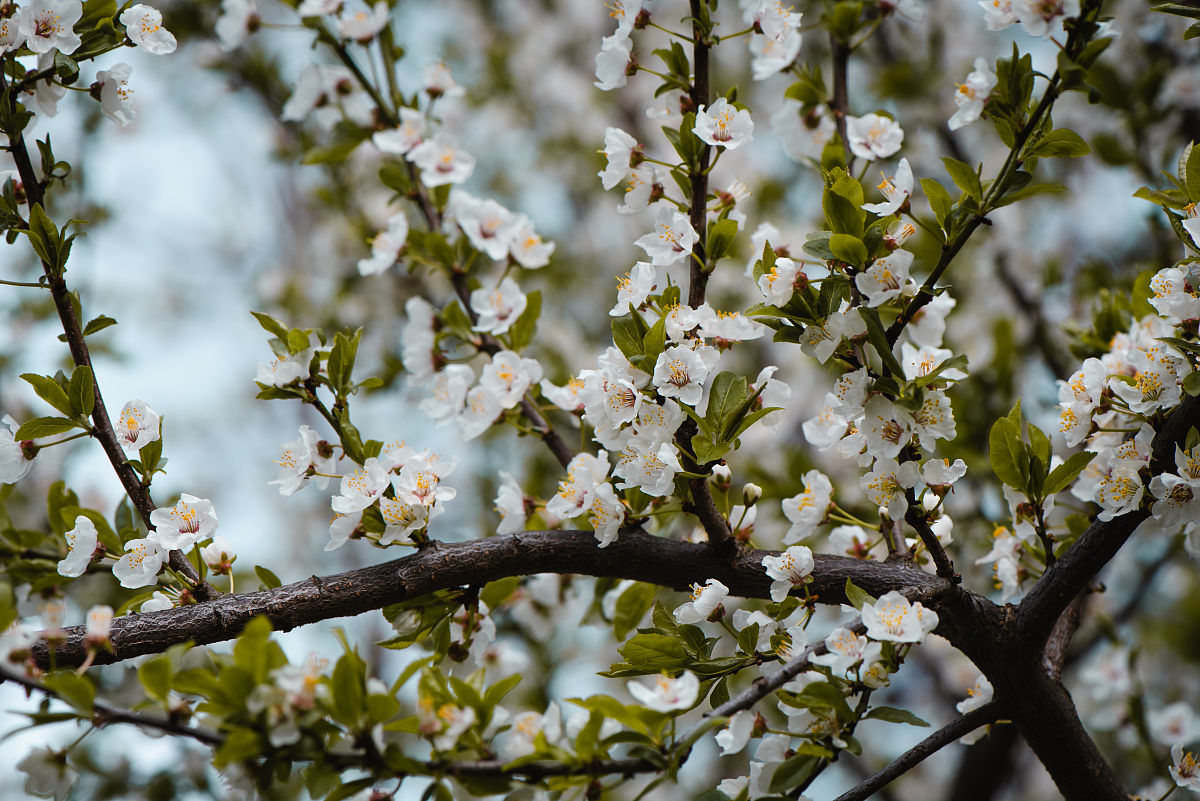 《驿路梨花》赏析：三部分解读春景与人生