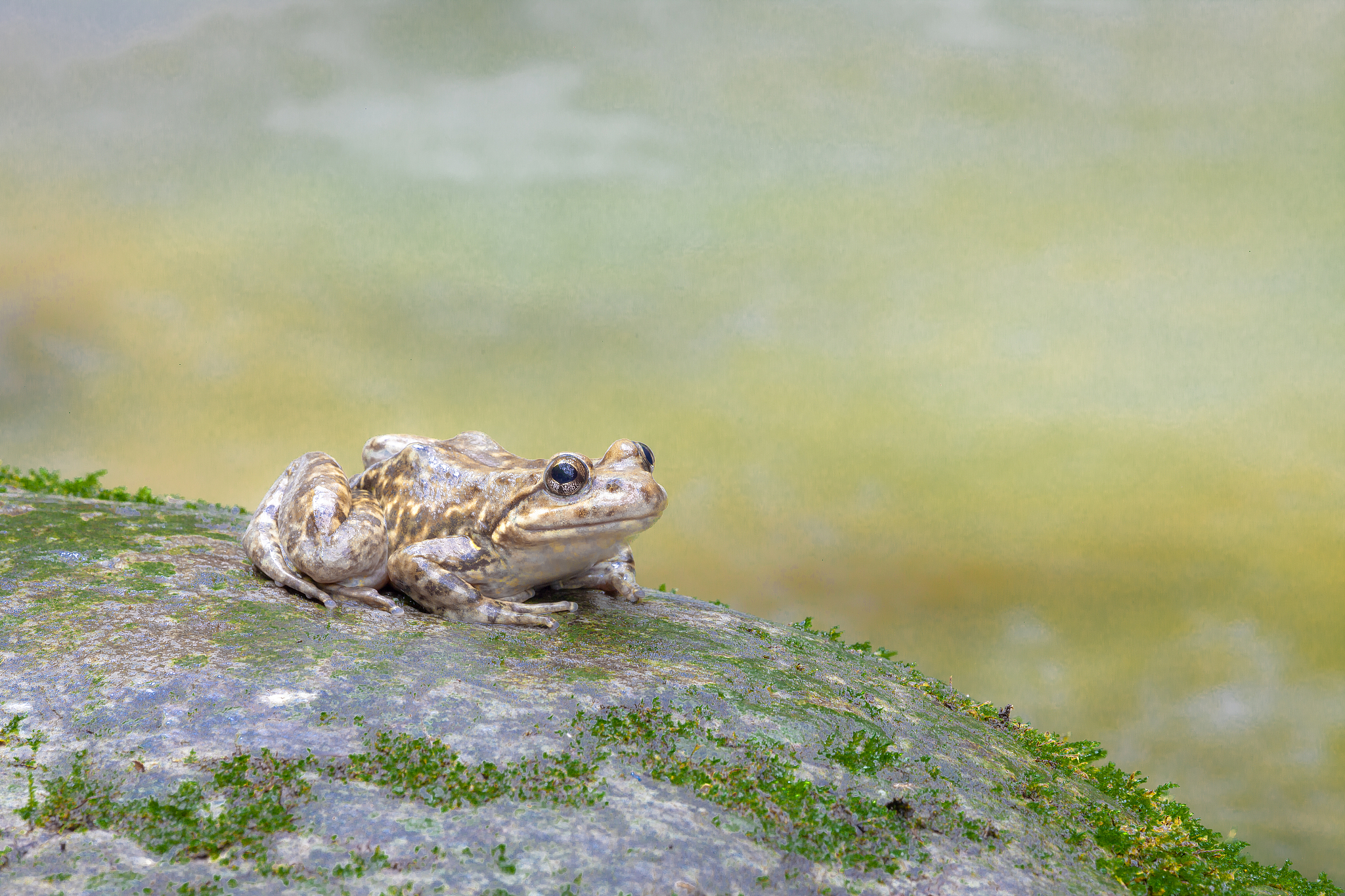 青蛙叫声：'呱呱' 的秘密