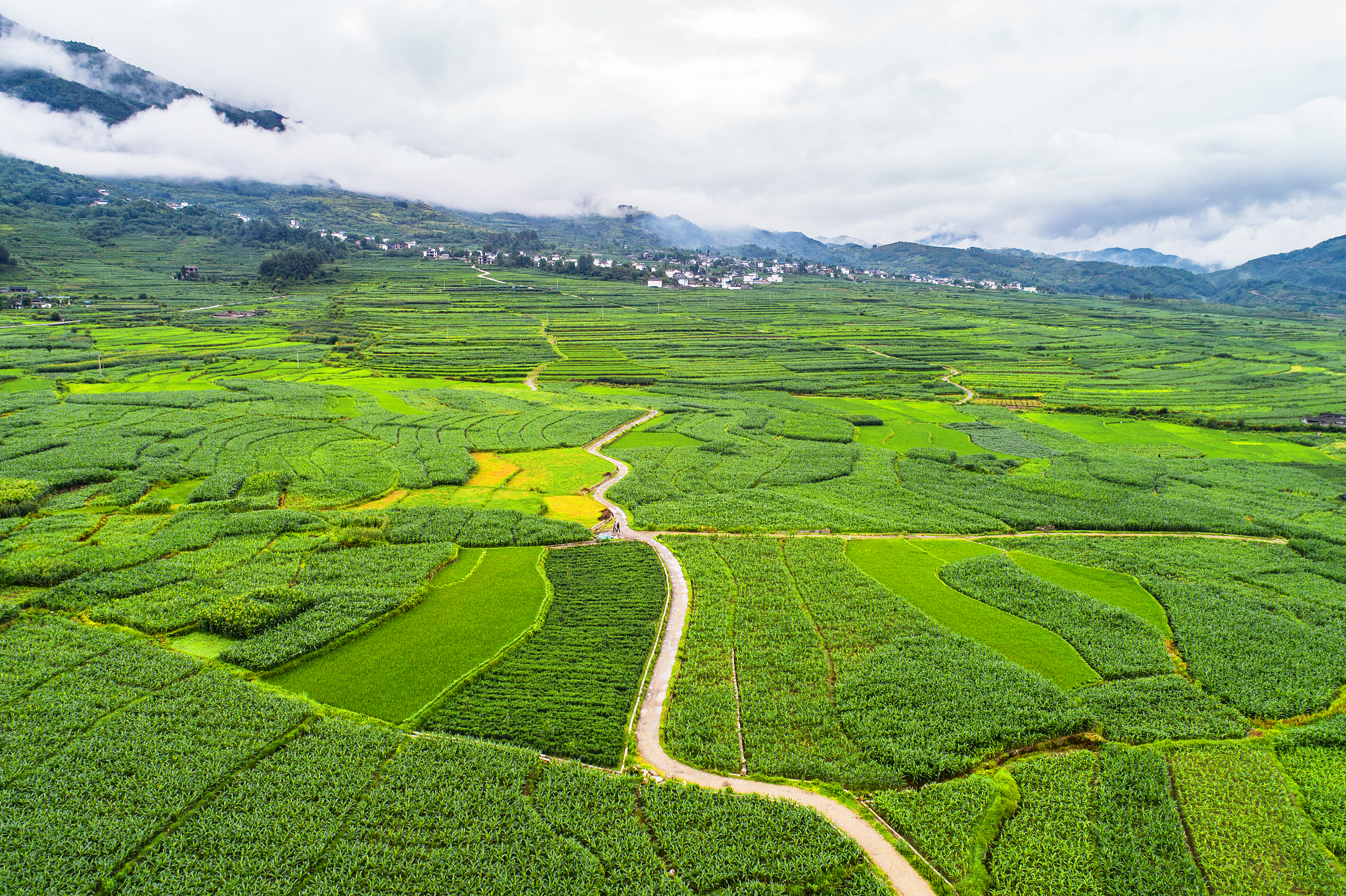 对洱海流域绿色高值种植模式的理解和思考
