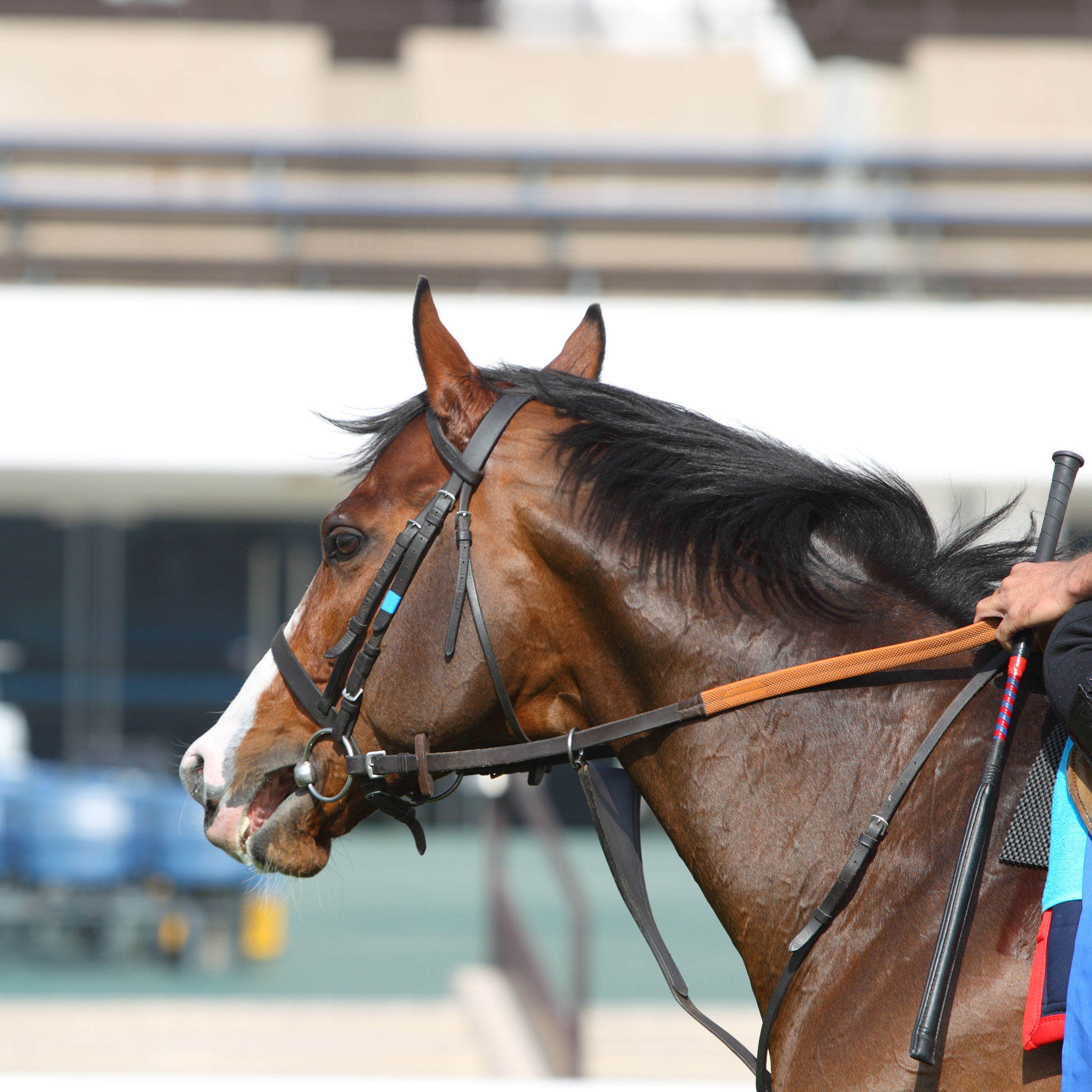 horse