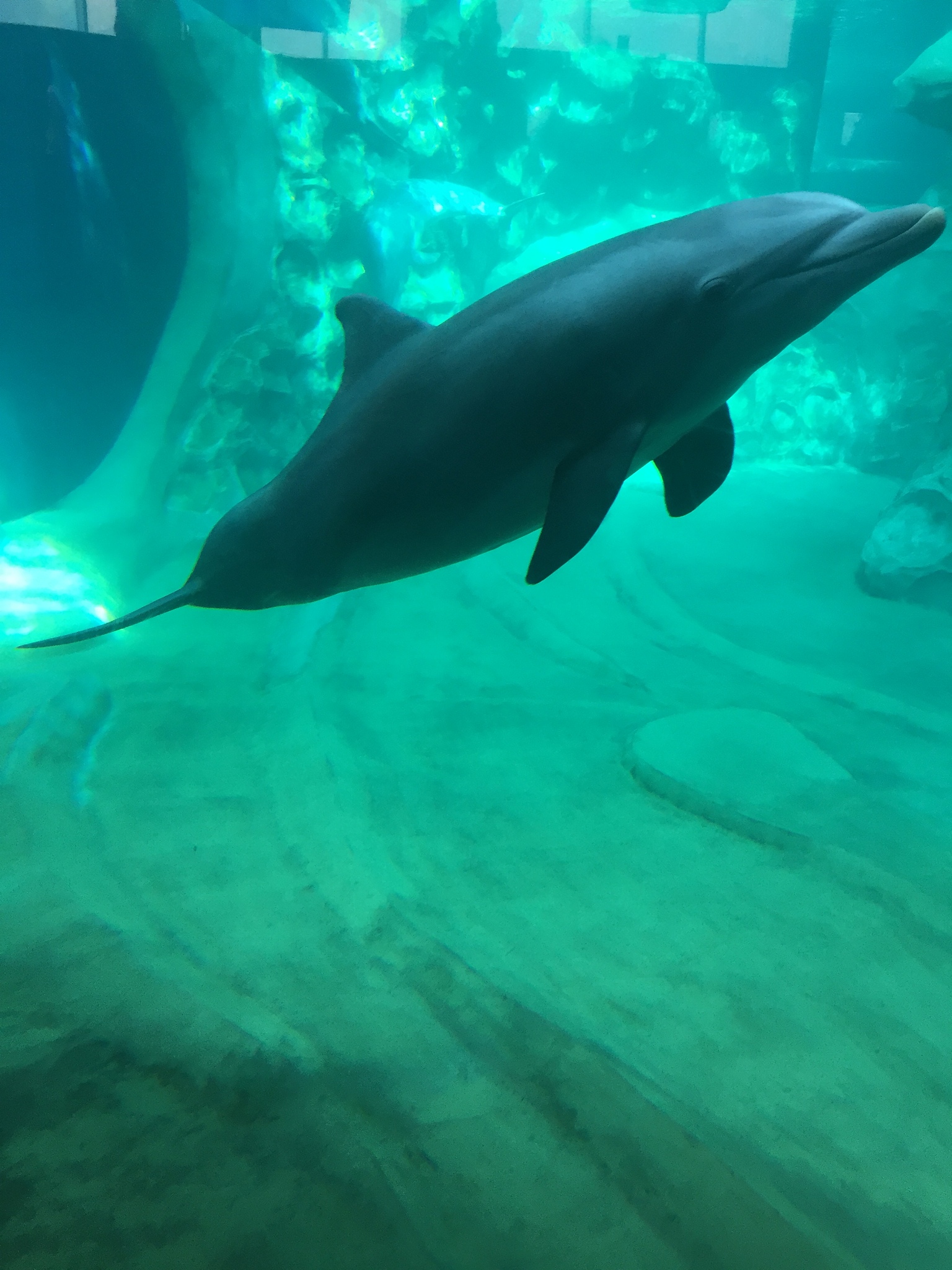 dolphin close up