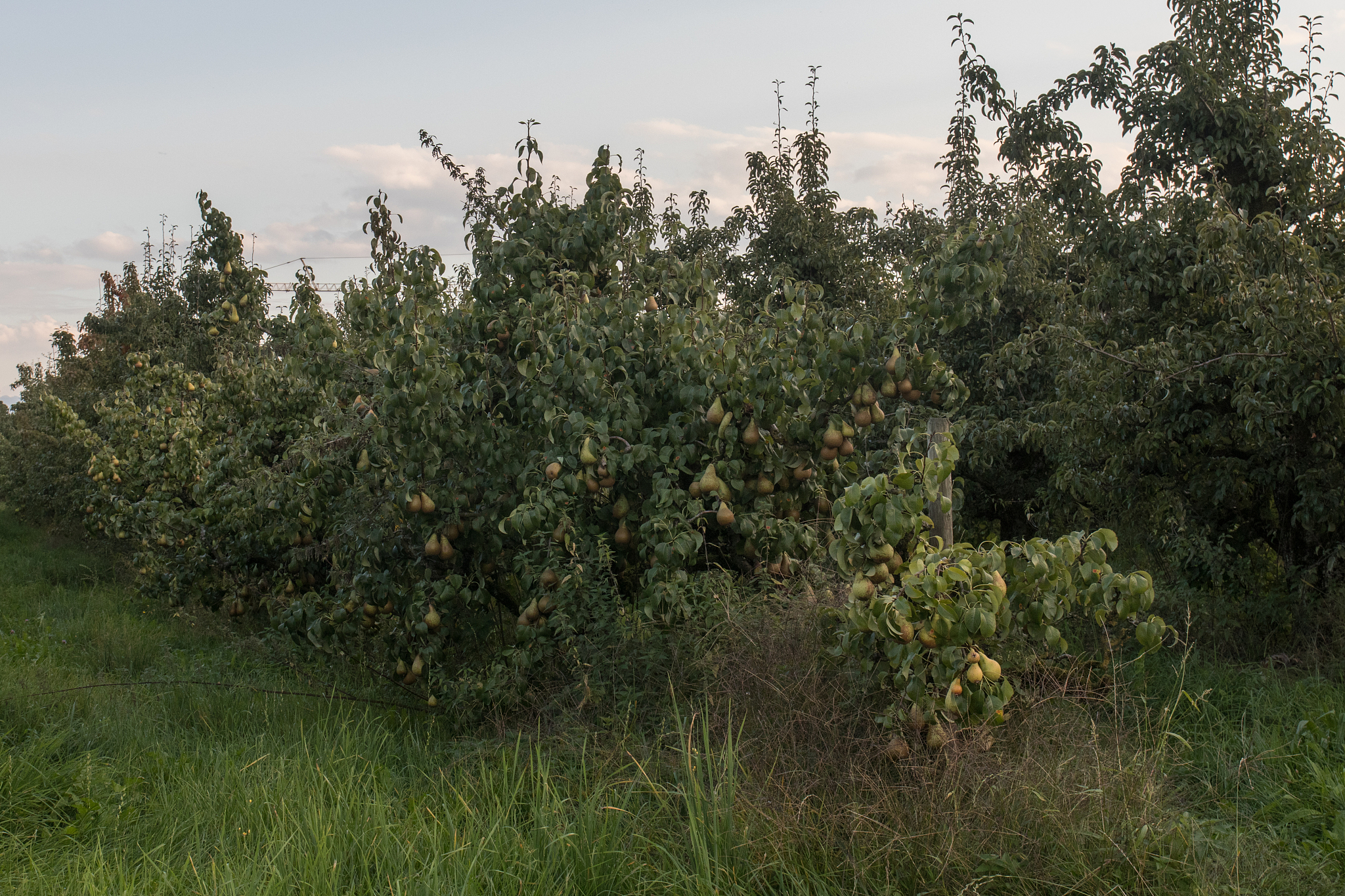 广东化州笪桥镇有什么特色产业