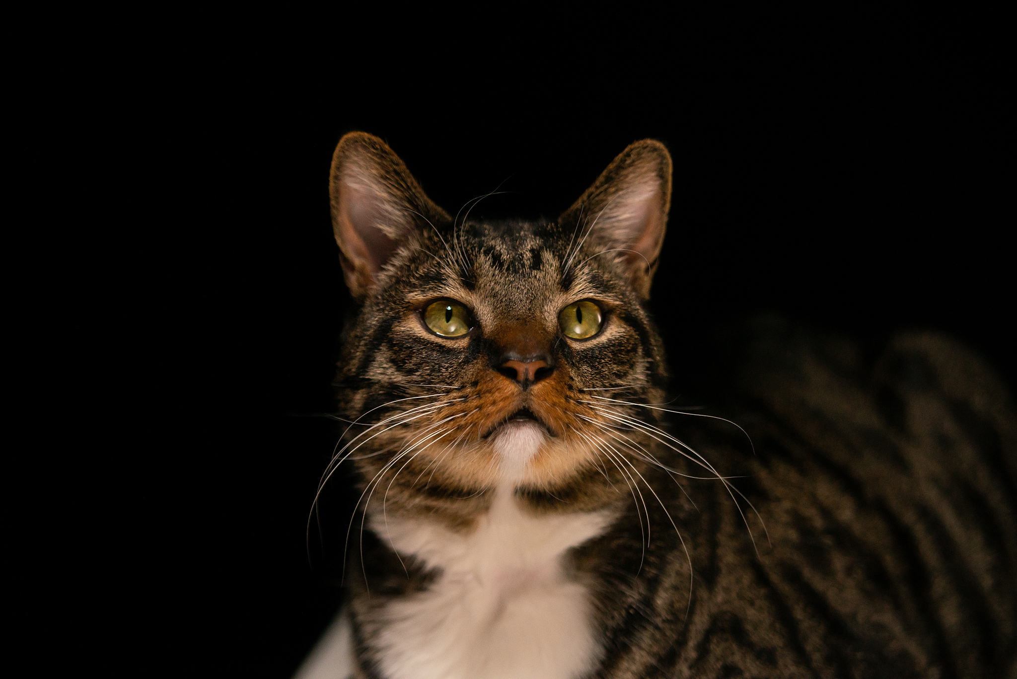 close-up portrait of cat against black background, cedar city, u