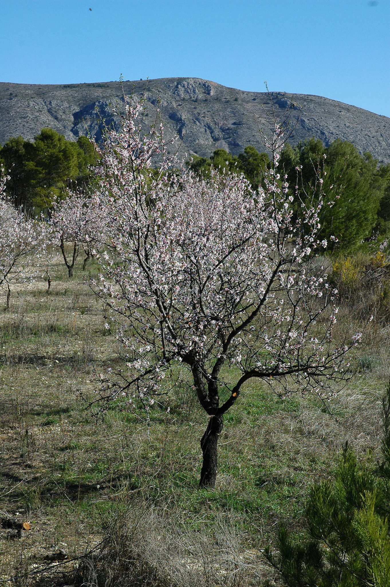 mandelbaum in spanien