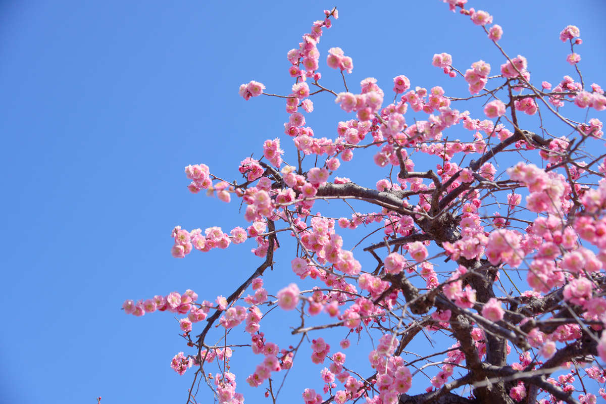 以一花独放不是春为题写一篇文章