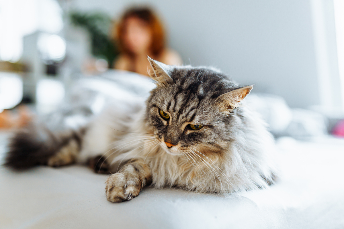 可爱的小猫：喜欢鱼、奶、睡觉和玩耍