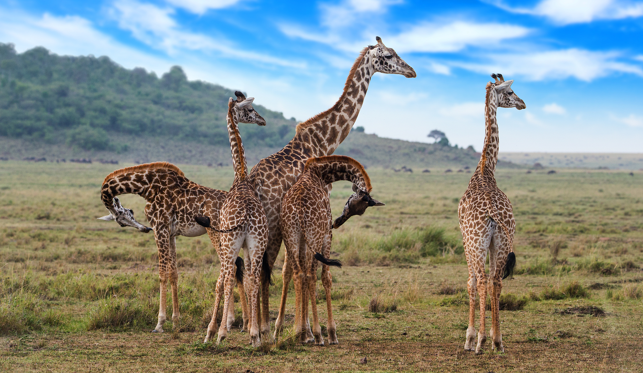 giraffes herd in savannah