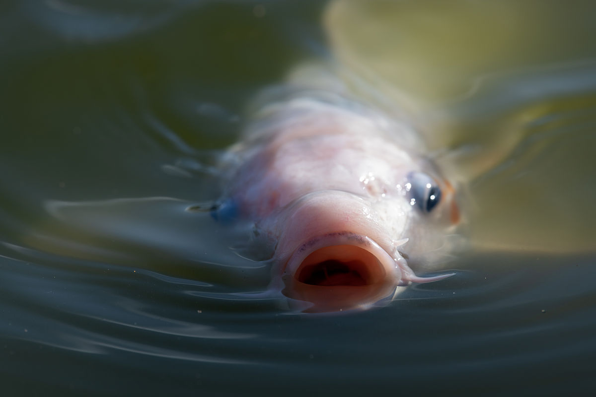 在线发布【寻猫启示】！！我们正在寻找一只非常特别的猫它是一只黄金锦鲤猫如果你的猫主子符合以下要求我们诚挚的邀请您加入我们的锦鲤大队~给这段话优化一下