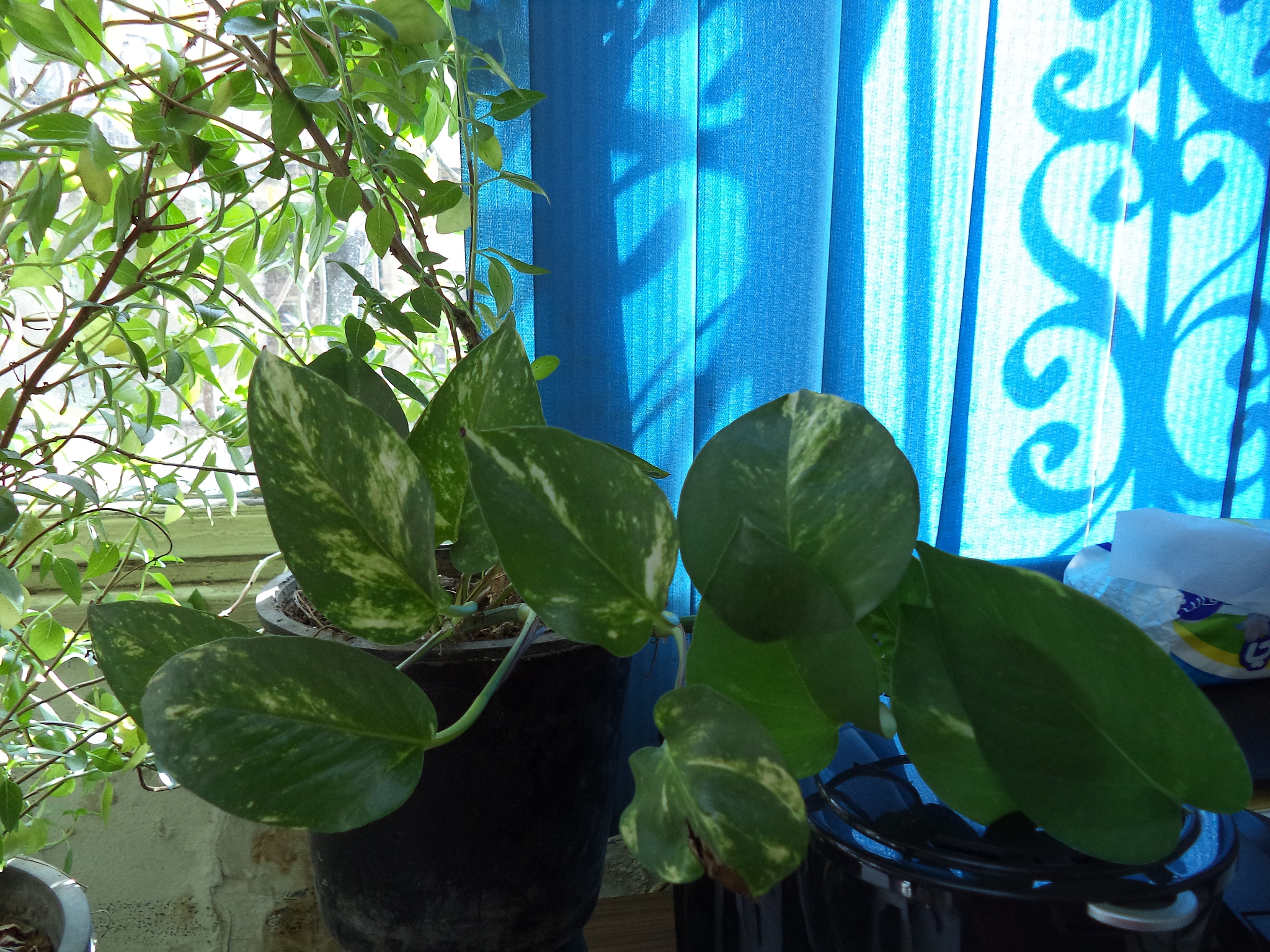 What are plants similar to Zamioculcas zamiifolia in terms of shade tolerance