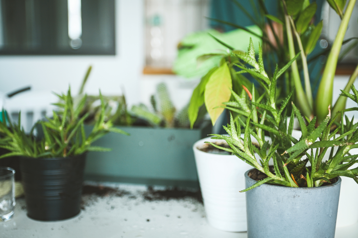 卧室最佳花卉植物选择指南：改善睡眠、净化空气、3000字详解