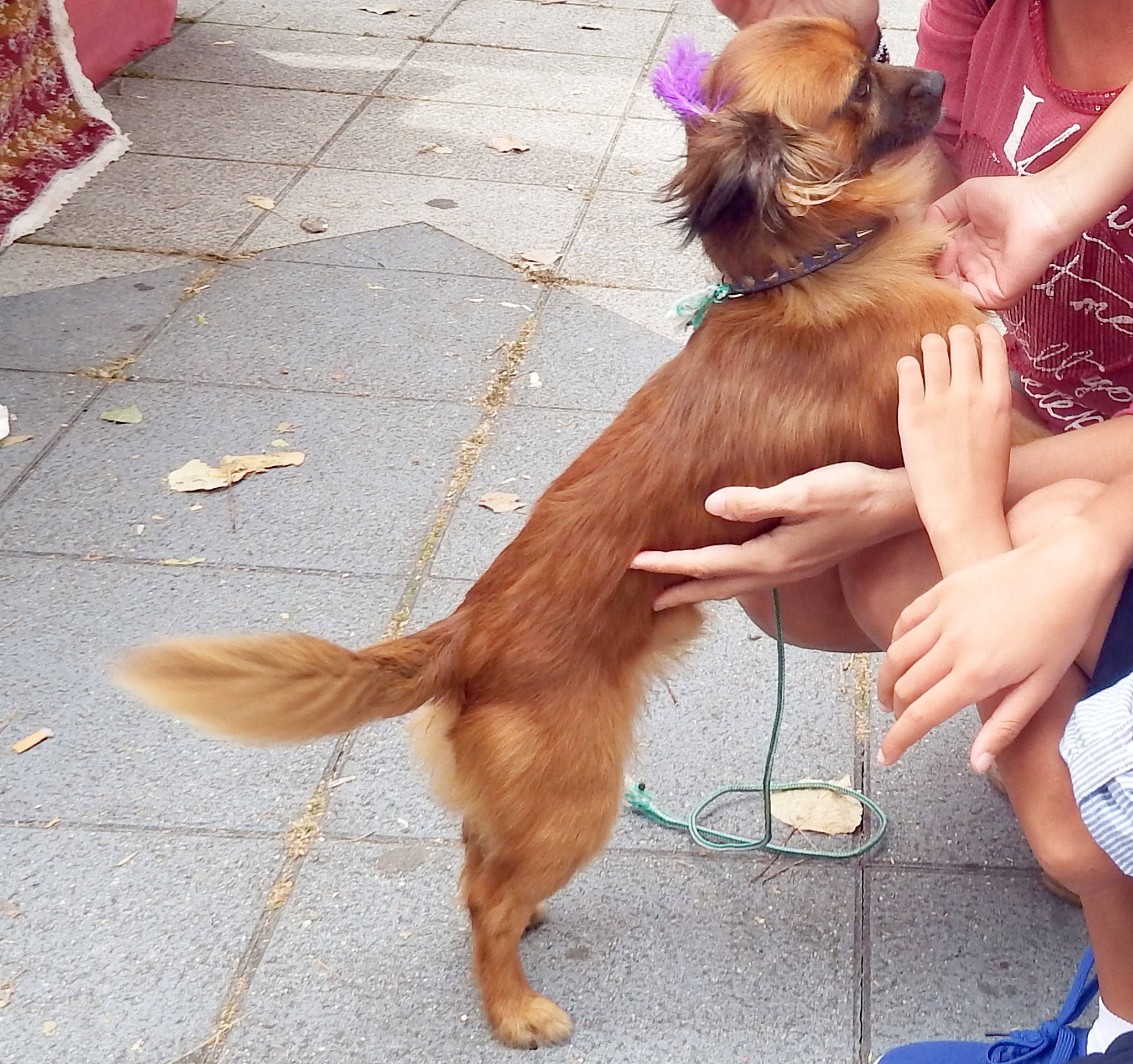 狗狗突然尿在家里？可能是这些原因！