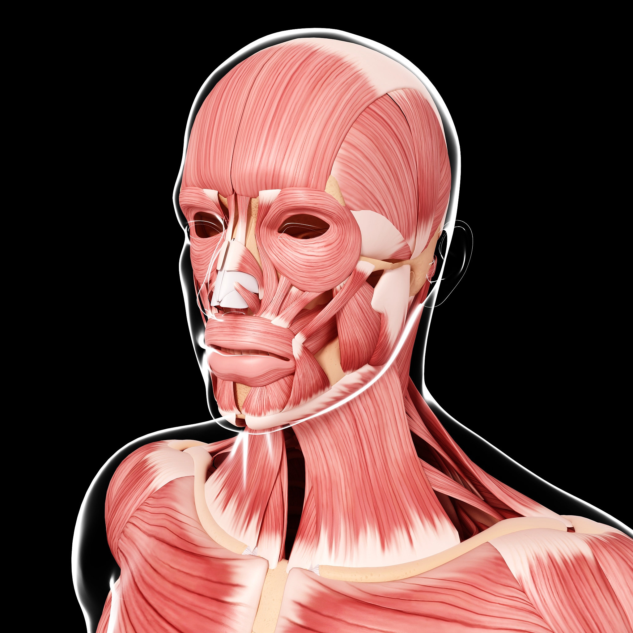 22咀嚼肌的名称及神经支配？