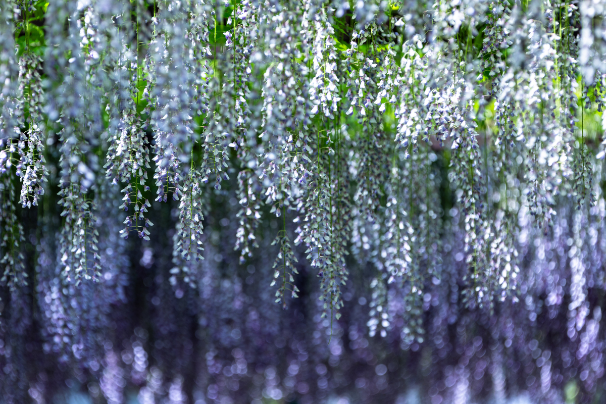 关于春天杨絮的三句话