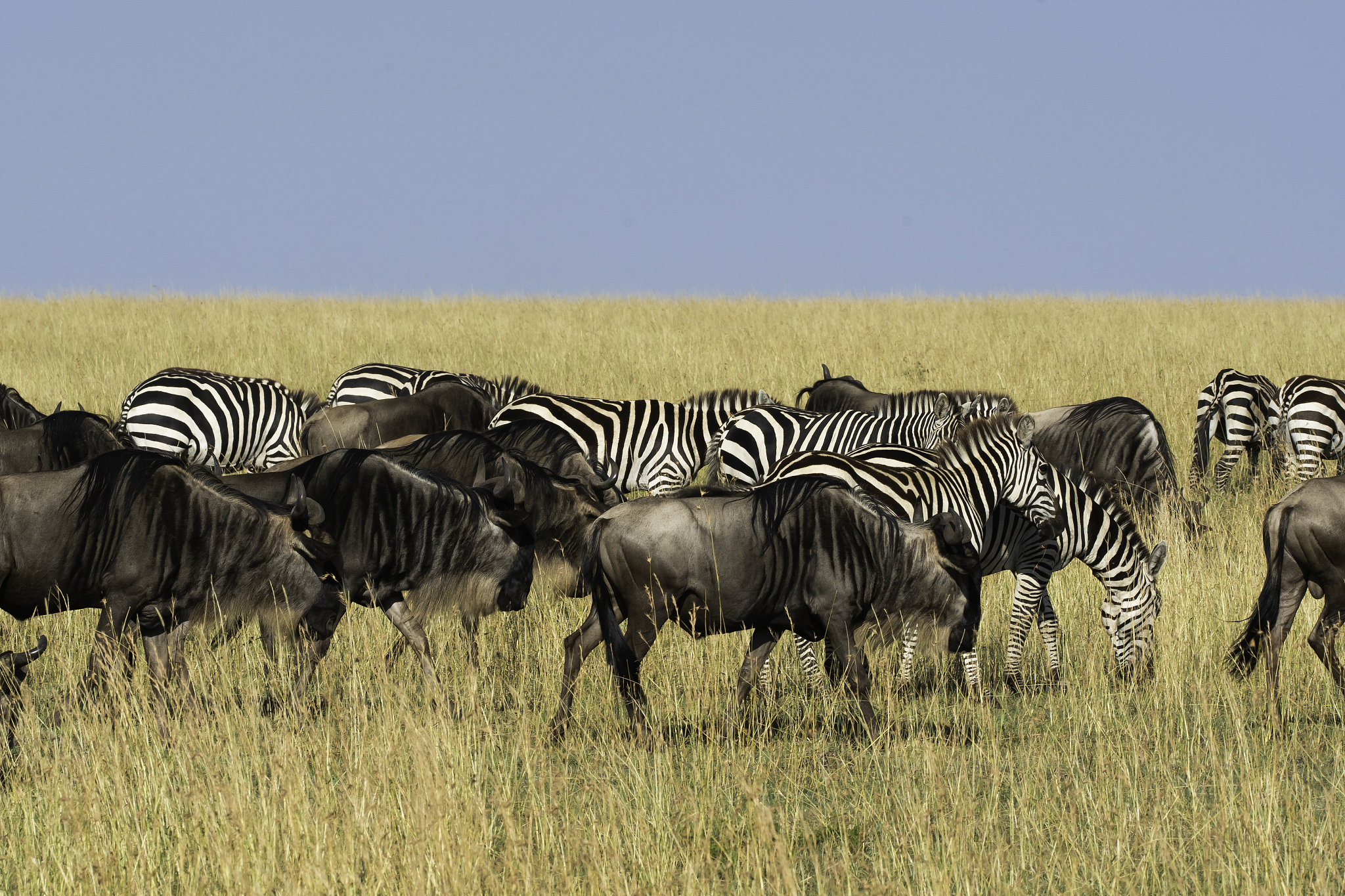 a herd of wildebeest grazing in the grasslands of masai mara nat