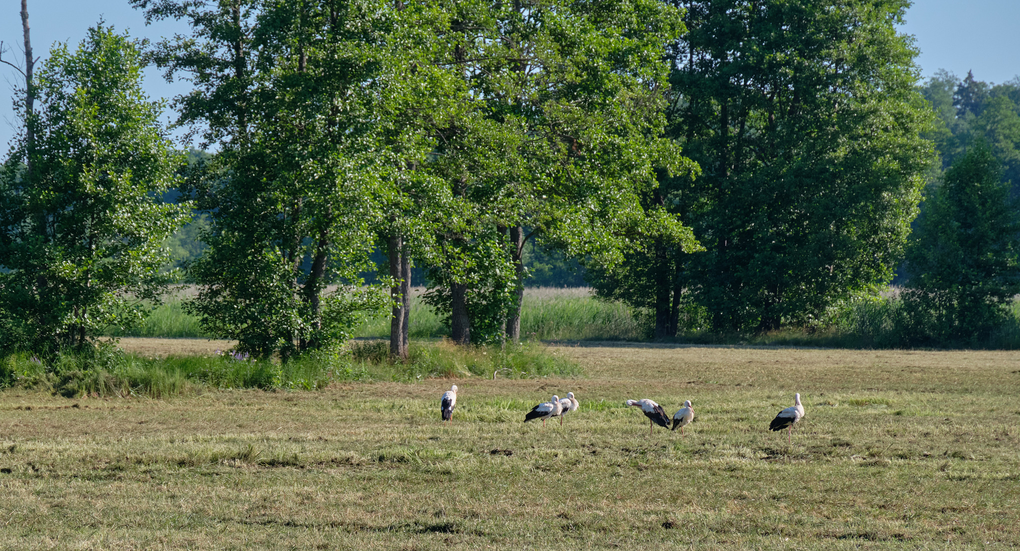 white stork(ciconia ciconia) herd gathering in meadow