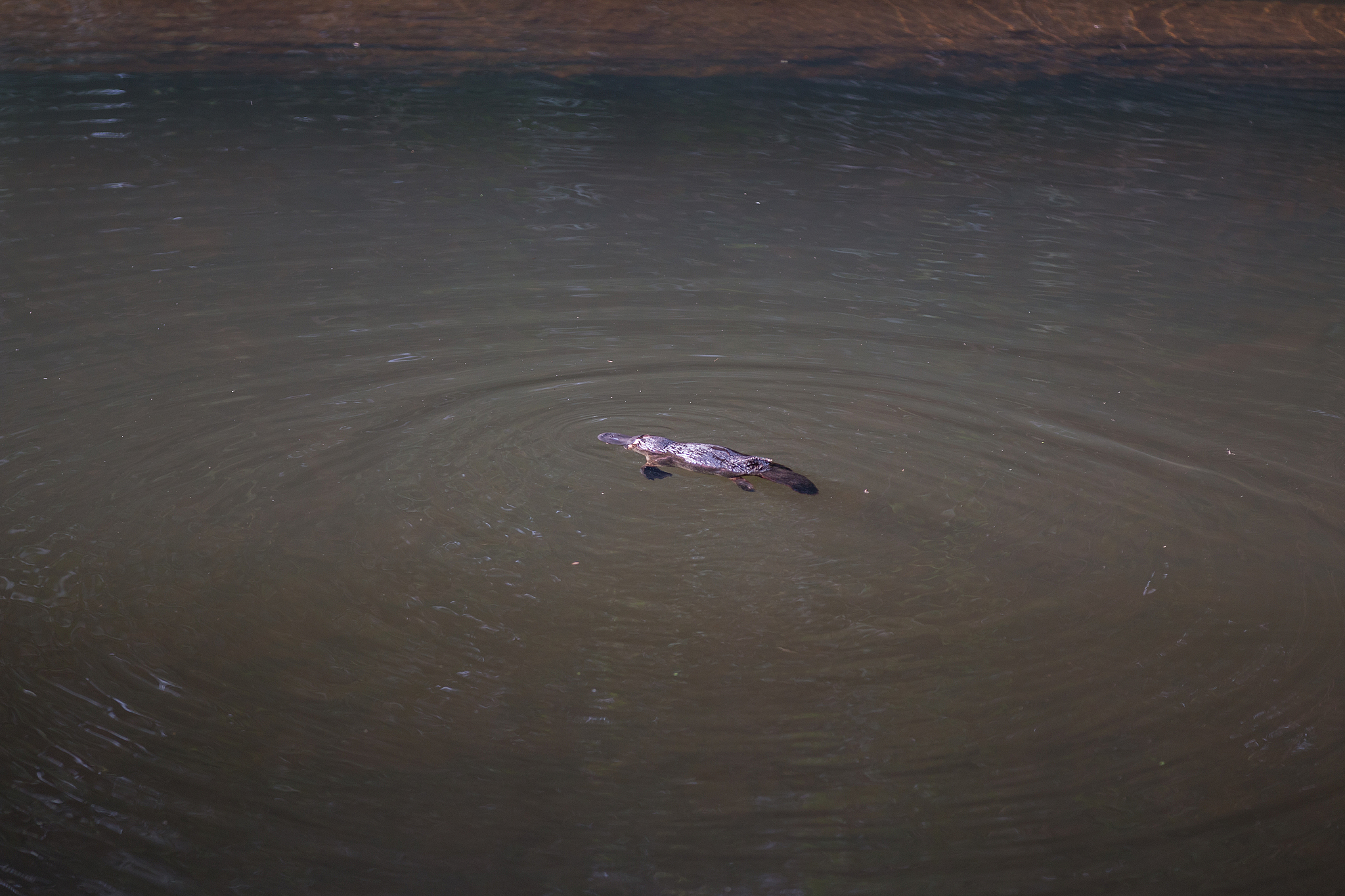 鸭嘴兽：进化奇迹，奇特生物大揭秘！