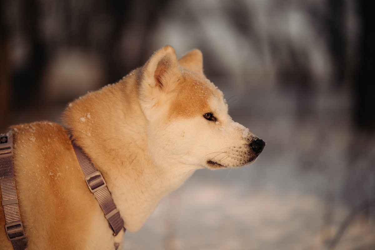 秋田犬:忠诚与活力的完美结合,但你真的了解它吗?