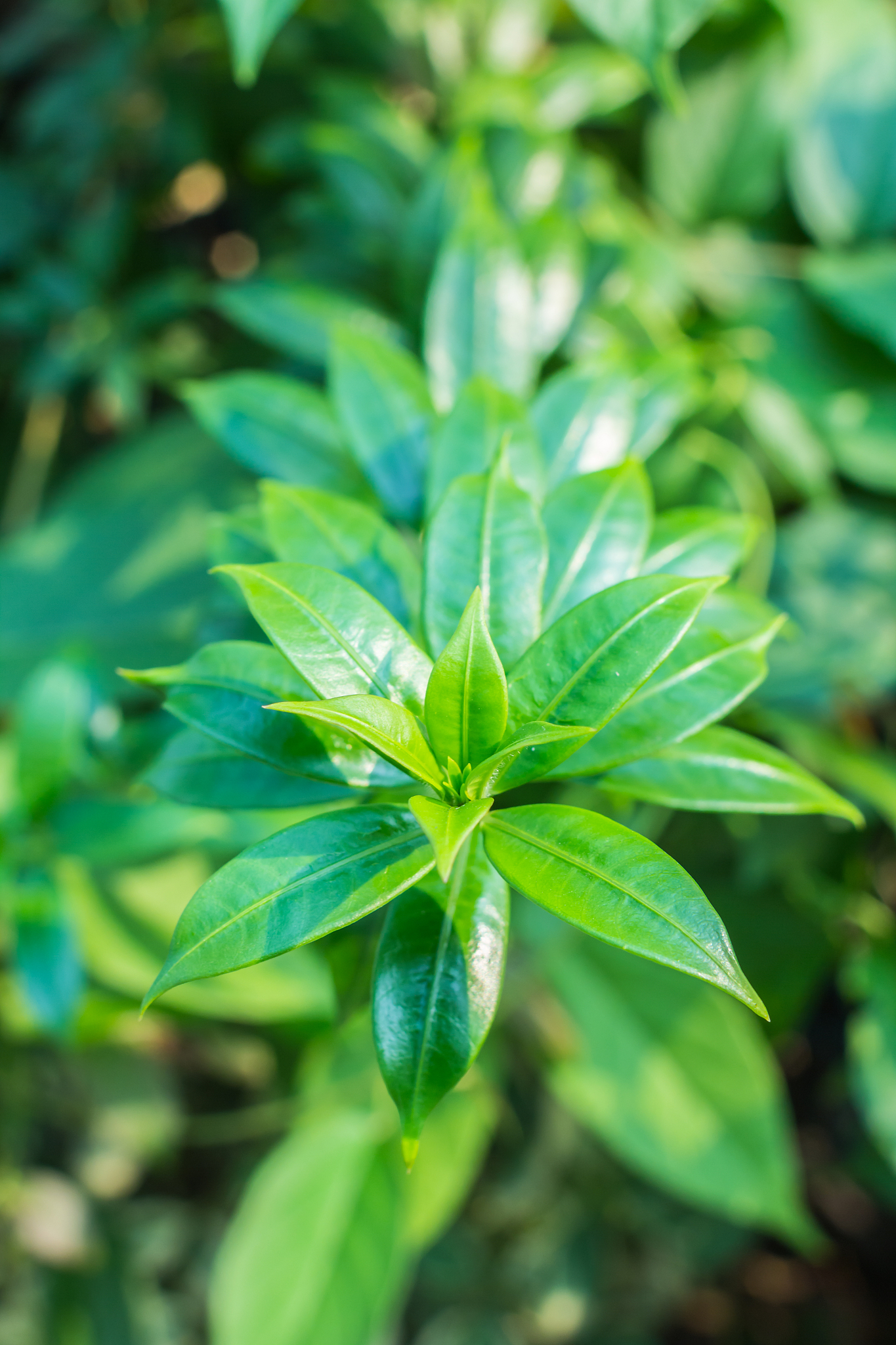 green leaves with no flowers (bougainvillaea)